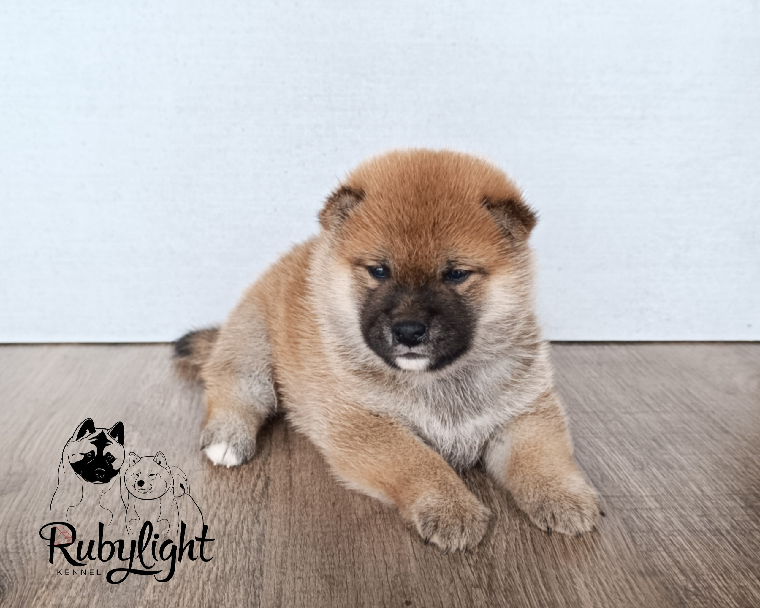 Сиба Rubylight Ellis питомник Рубилайт 