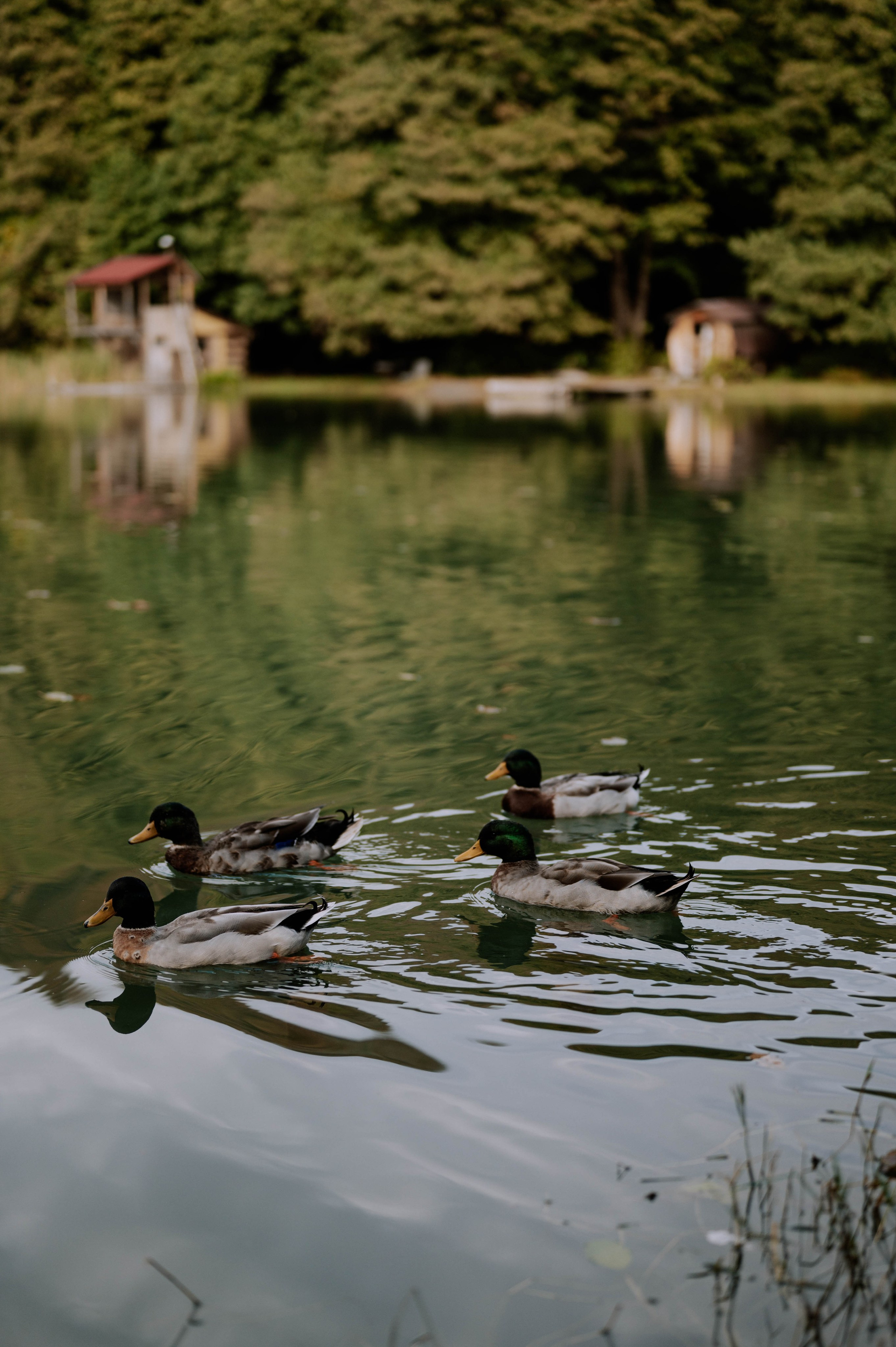 Таня и Денис. Фотограф Сочи Кисматова Анастасия