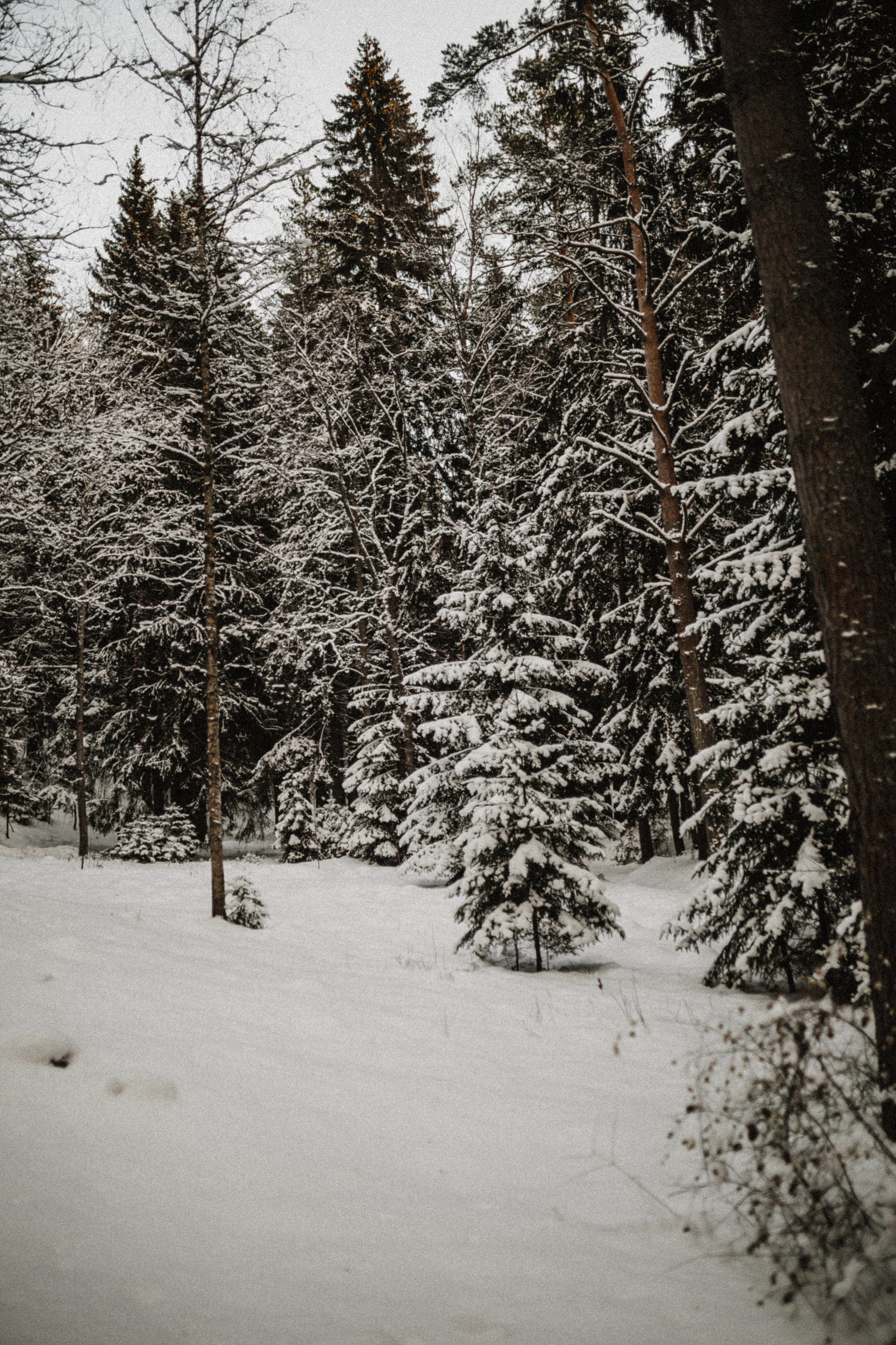 Снежная зимняя лавстори в лесу. Свадебный фотограф в Санкт-Петербурге Анастасия Селиванова