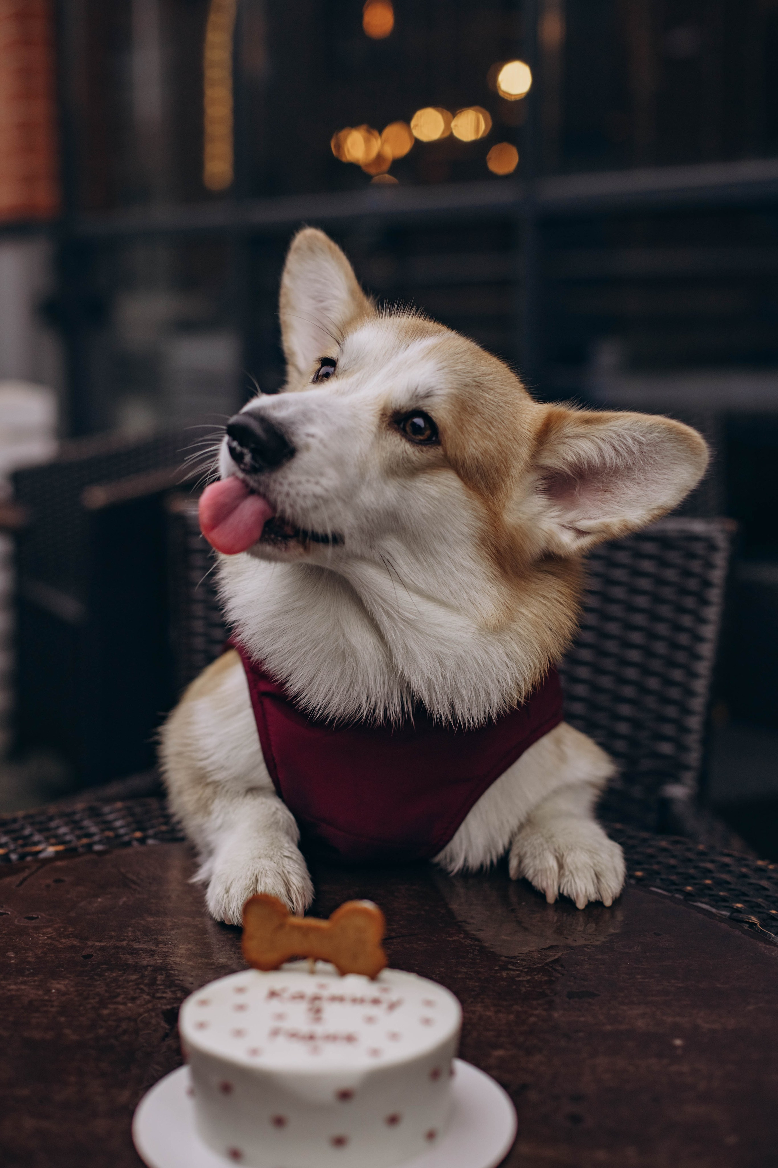 Ксюша и Коржик. Семейный фотограф Москва Ирина Малышева