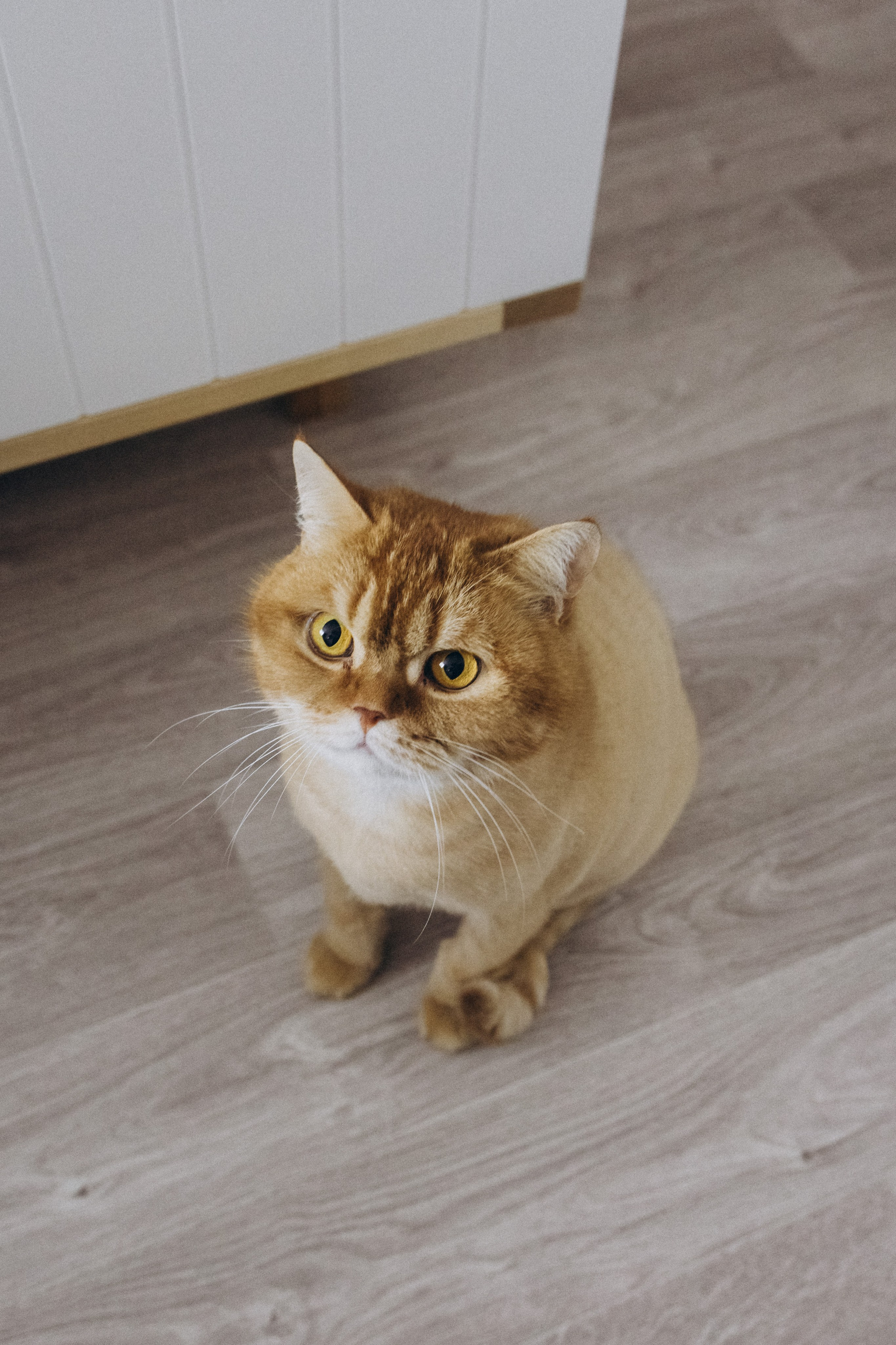 Домашняя семейная фотосессия. Семейный фотограф в Санкт-Петербурге Екатерина Васильева