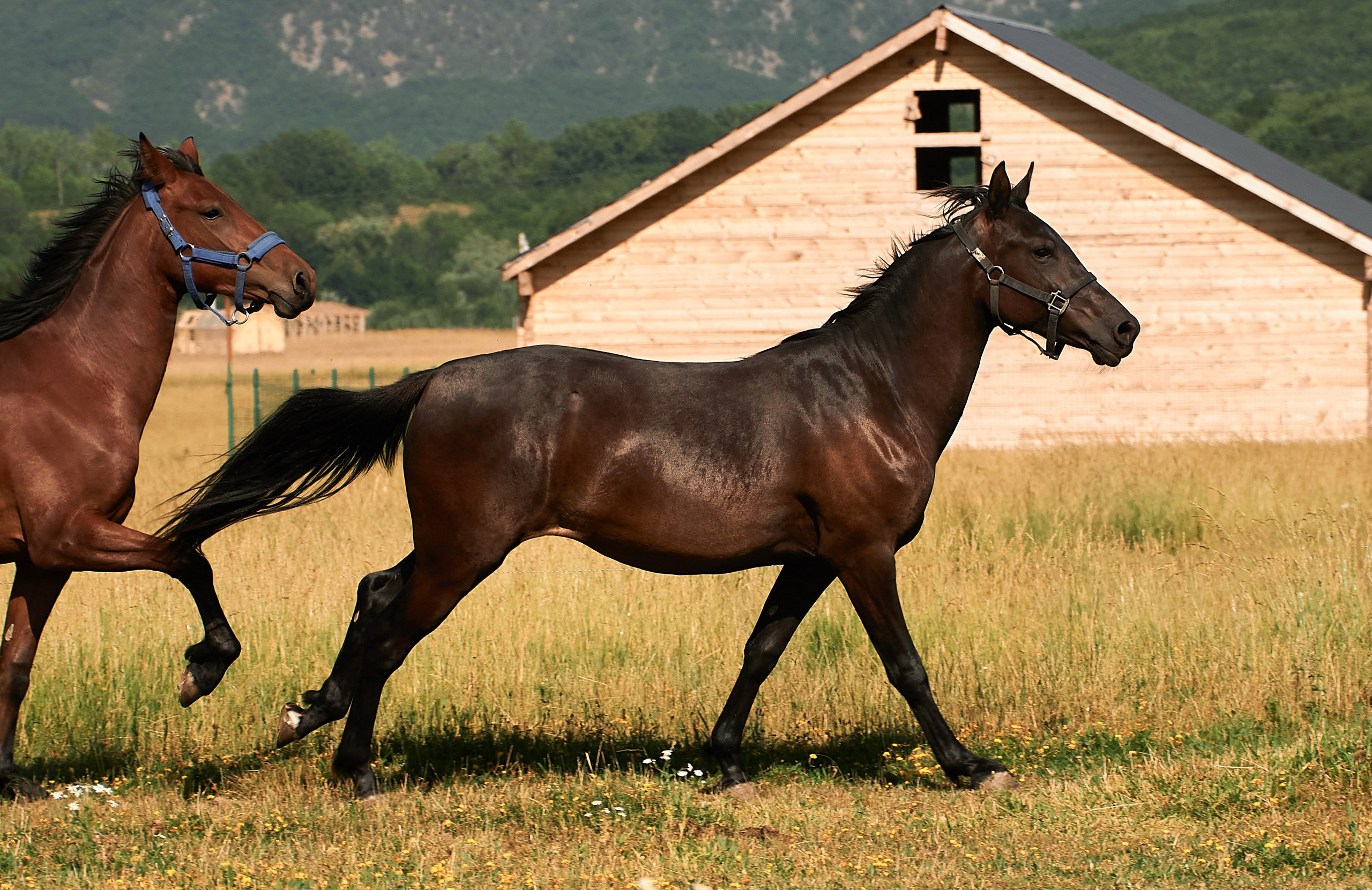 Изя. Фотограф в Севастополе