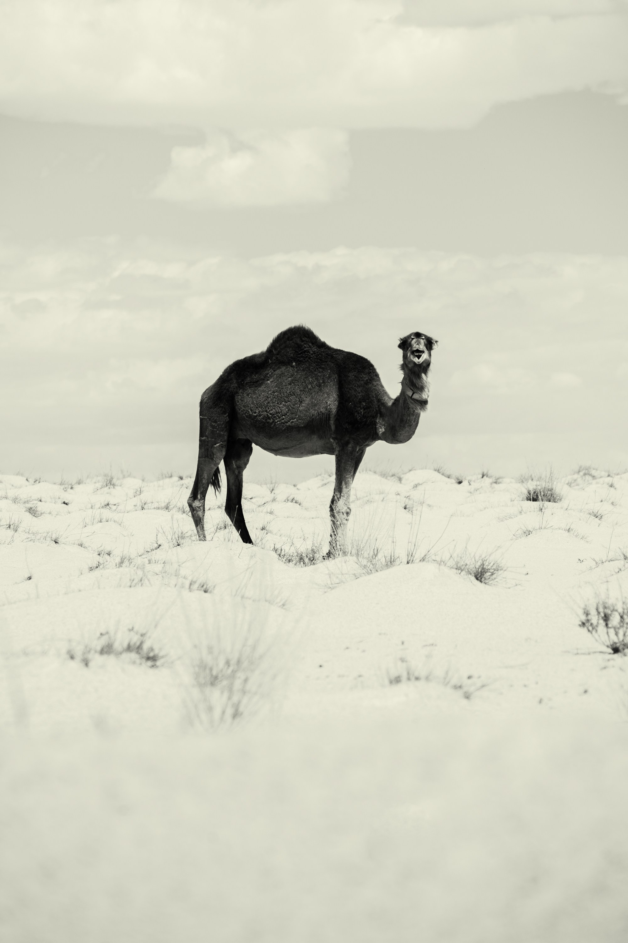 Северная Африка: Тунис, Марокко. Фотограф в Хабаровске. Фотография за 24 часа