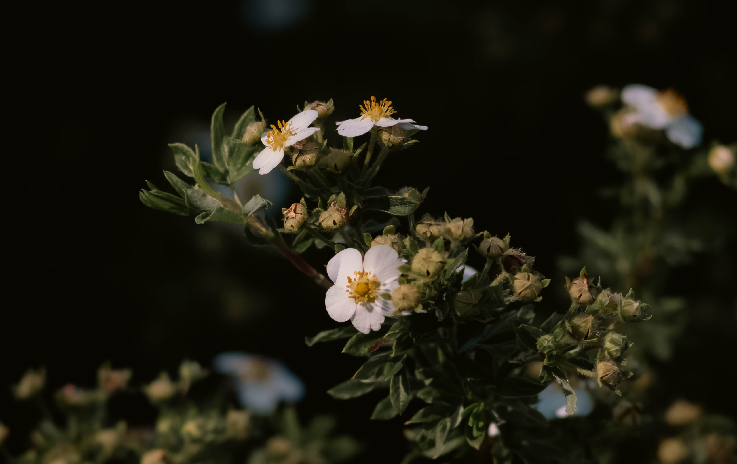 Цветы. Светофография