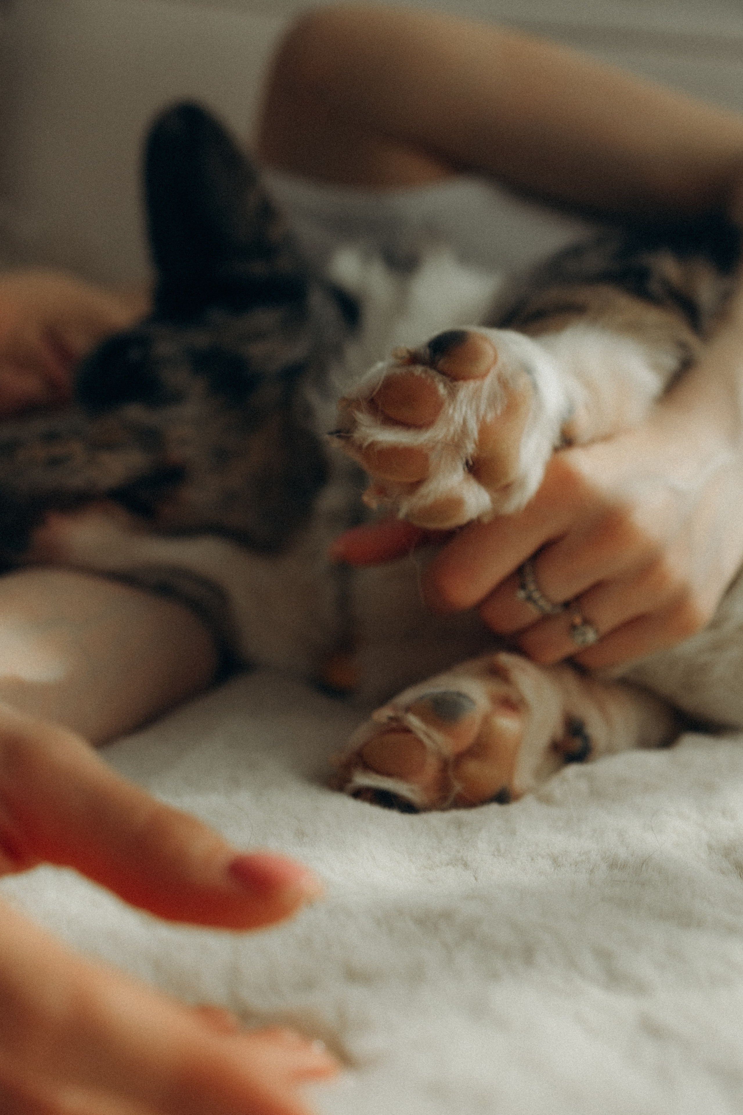 Бэлла, Деми и Луна. Фотораф — анималист Мария Шистка