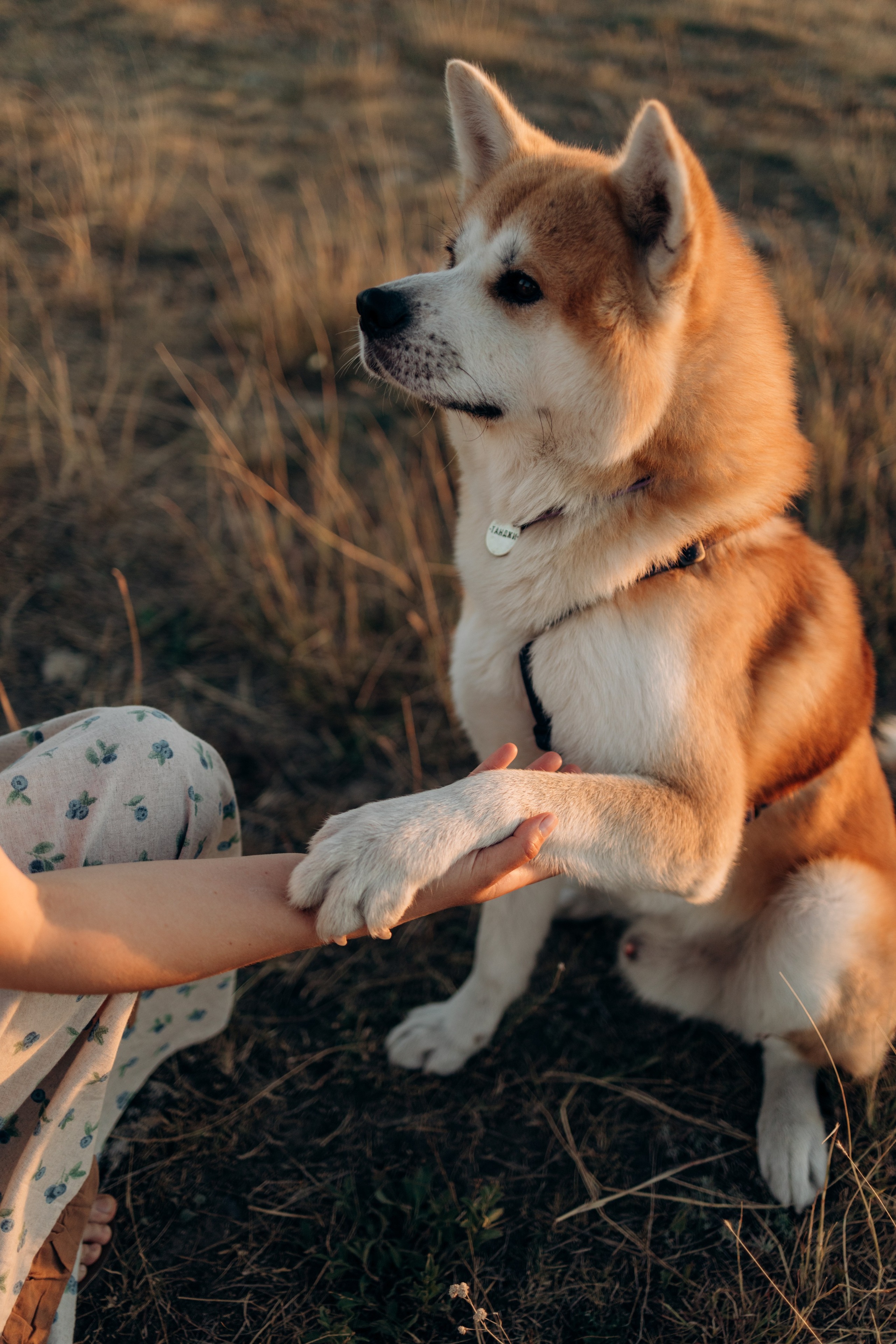 Надя, Илья и Танджи. Майорова Валерия Фотограф Ставрополь