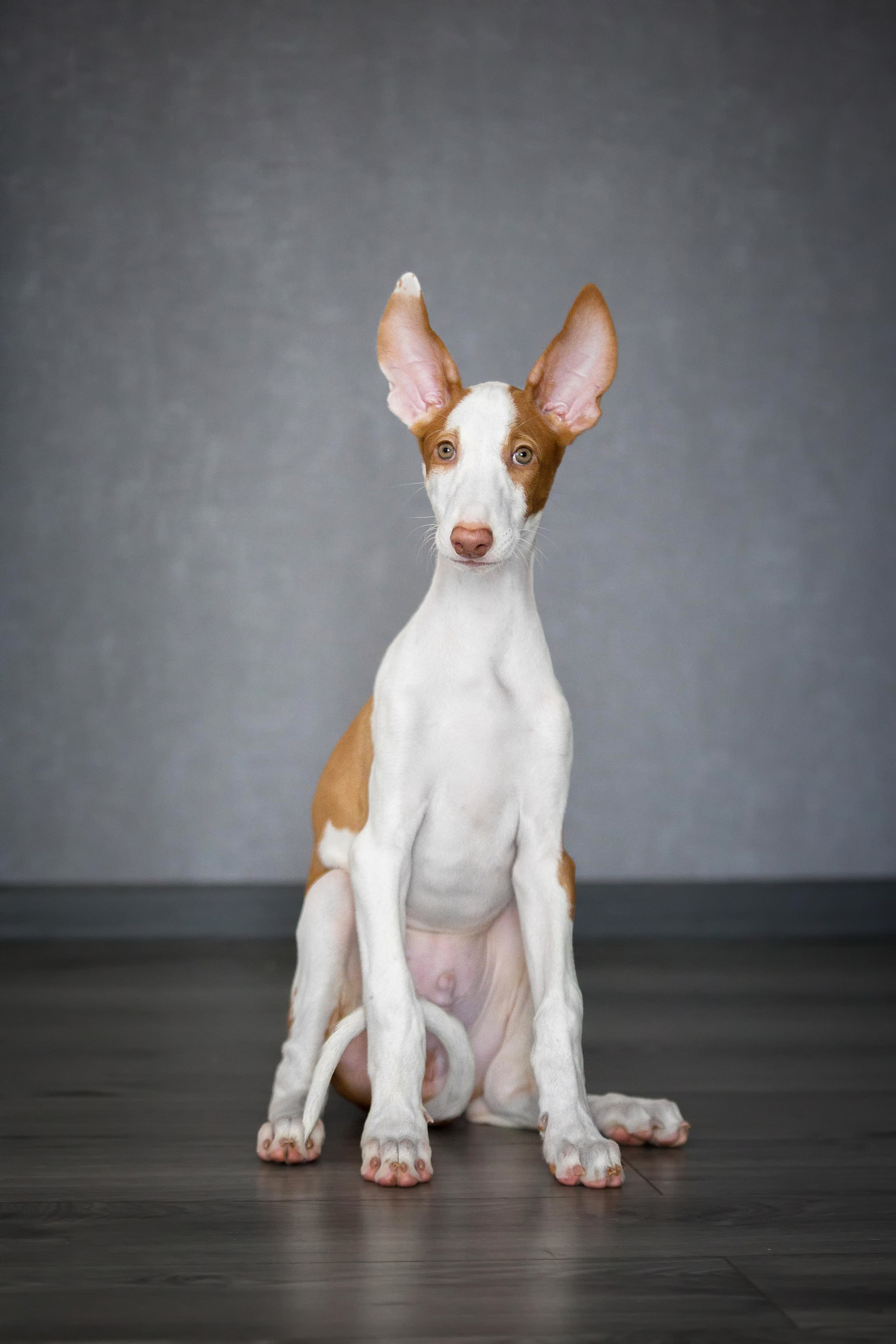 Поденко Ибиценко. Https://moshkovaphoto.ru/