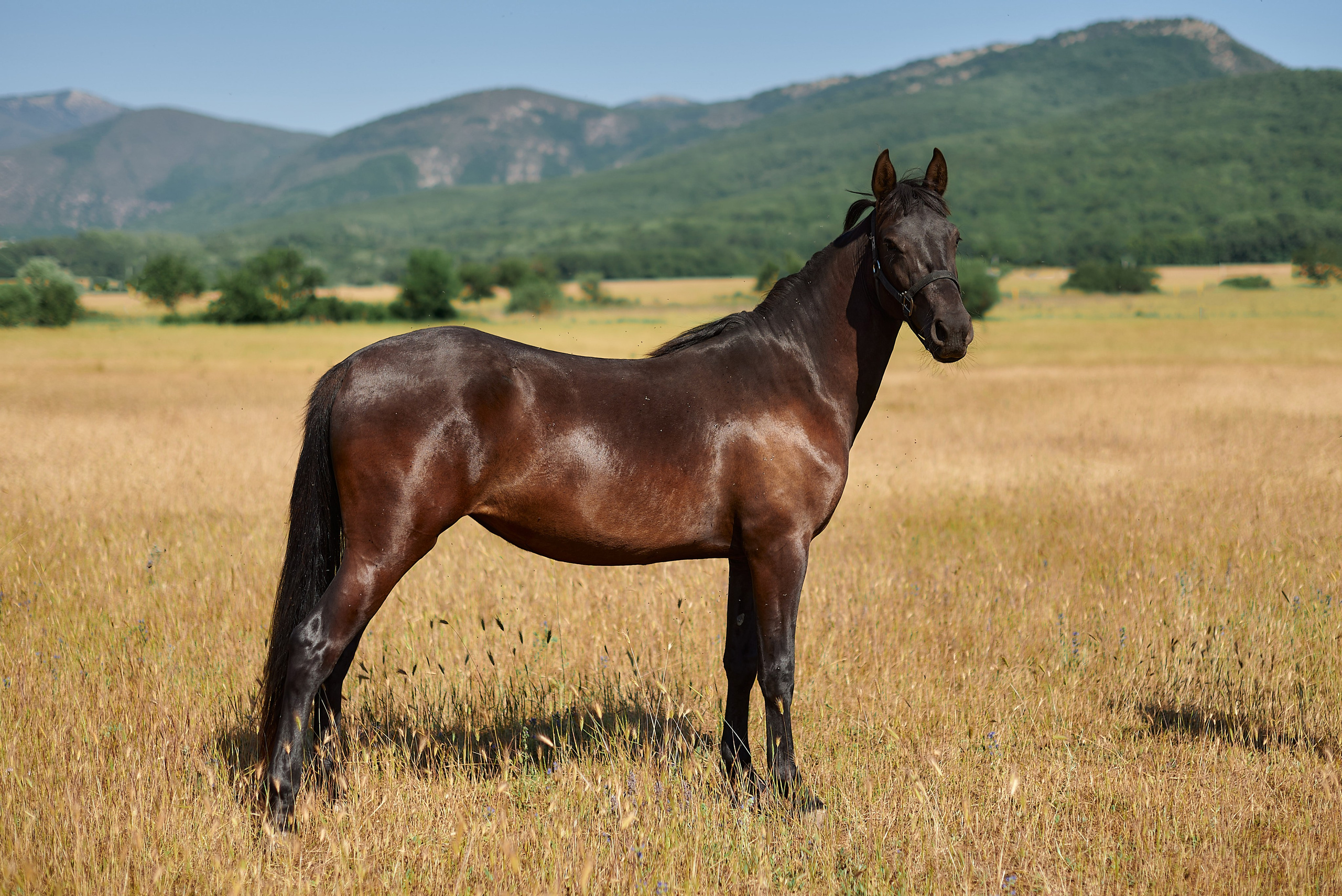Изя. Фотограф в Севастополе