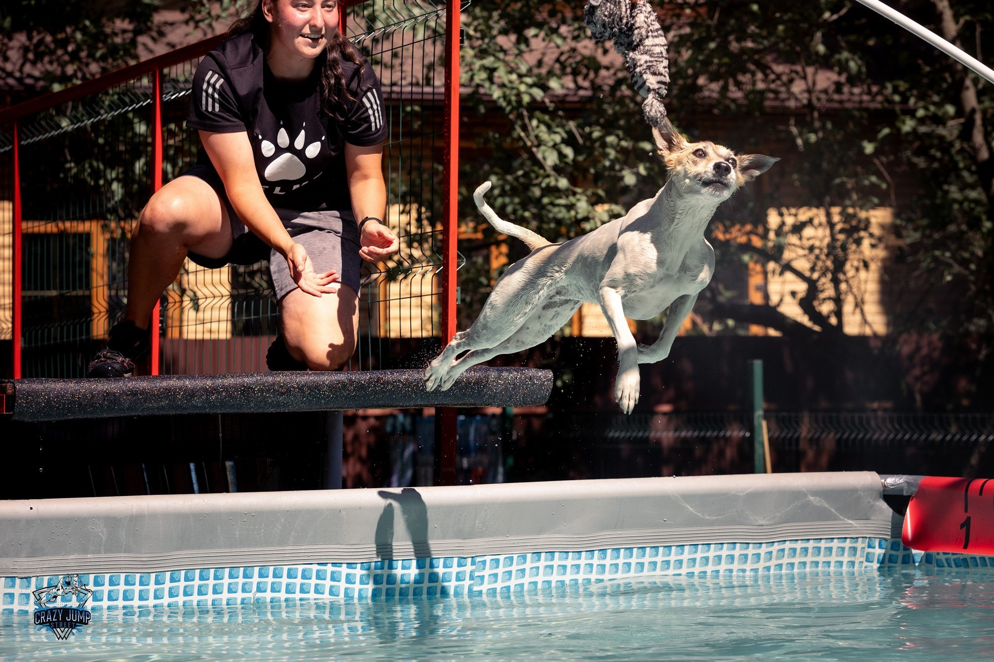 Собаки, спорт, Док дайвинг. Свадебный и репортажный фотограф в Москве и Московской области