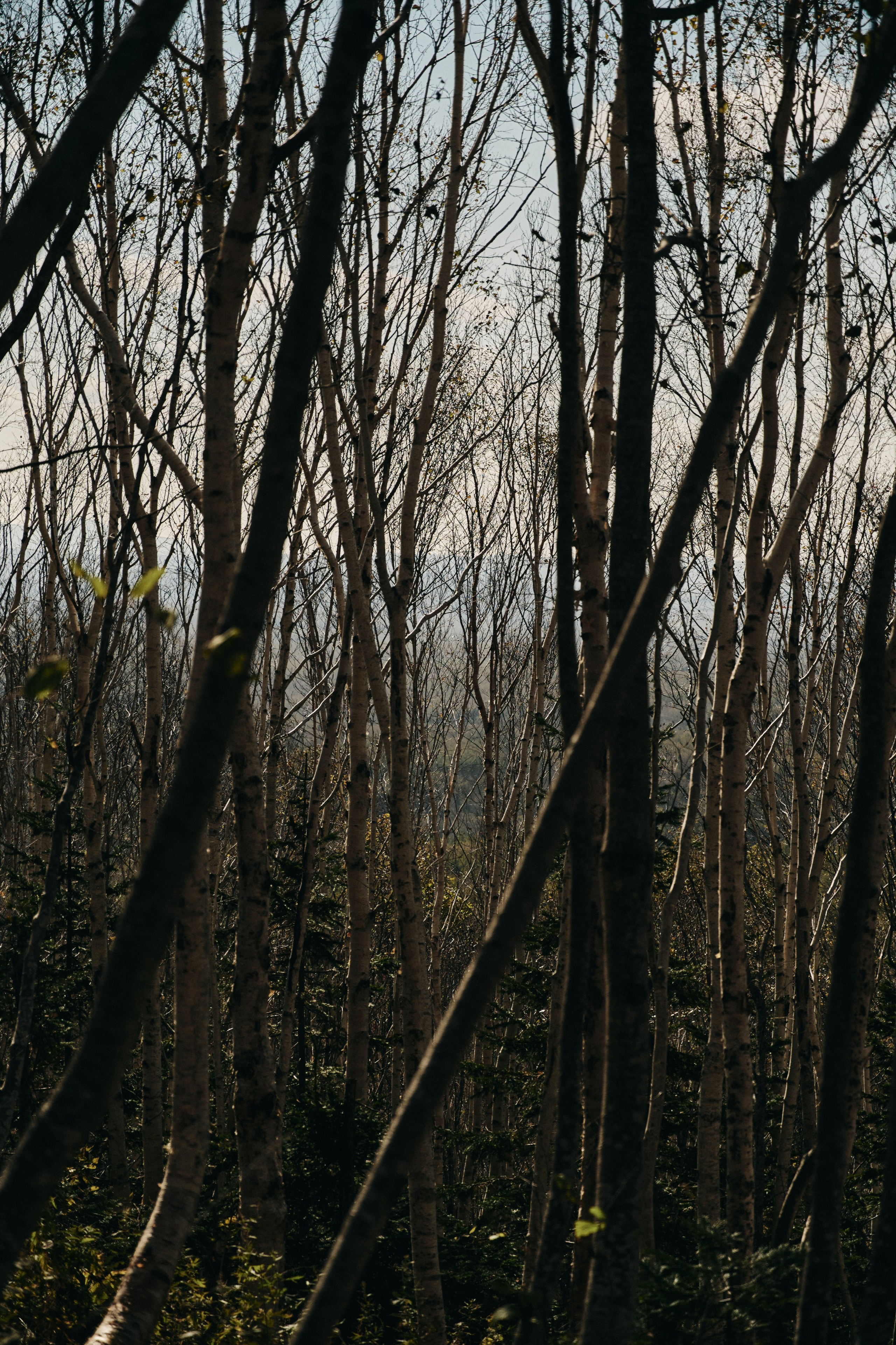 BAON x SAKHALIN. Фотограф Сурков Никита