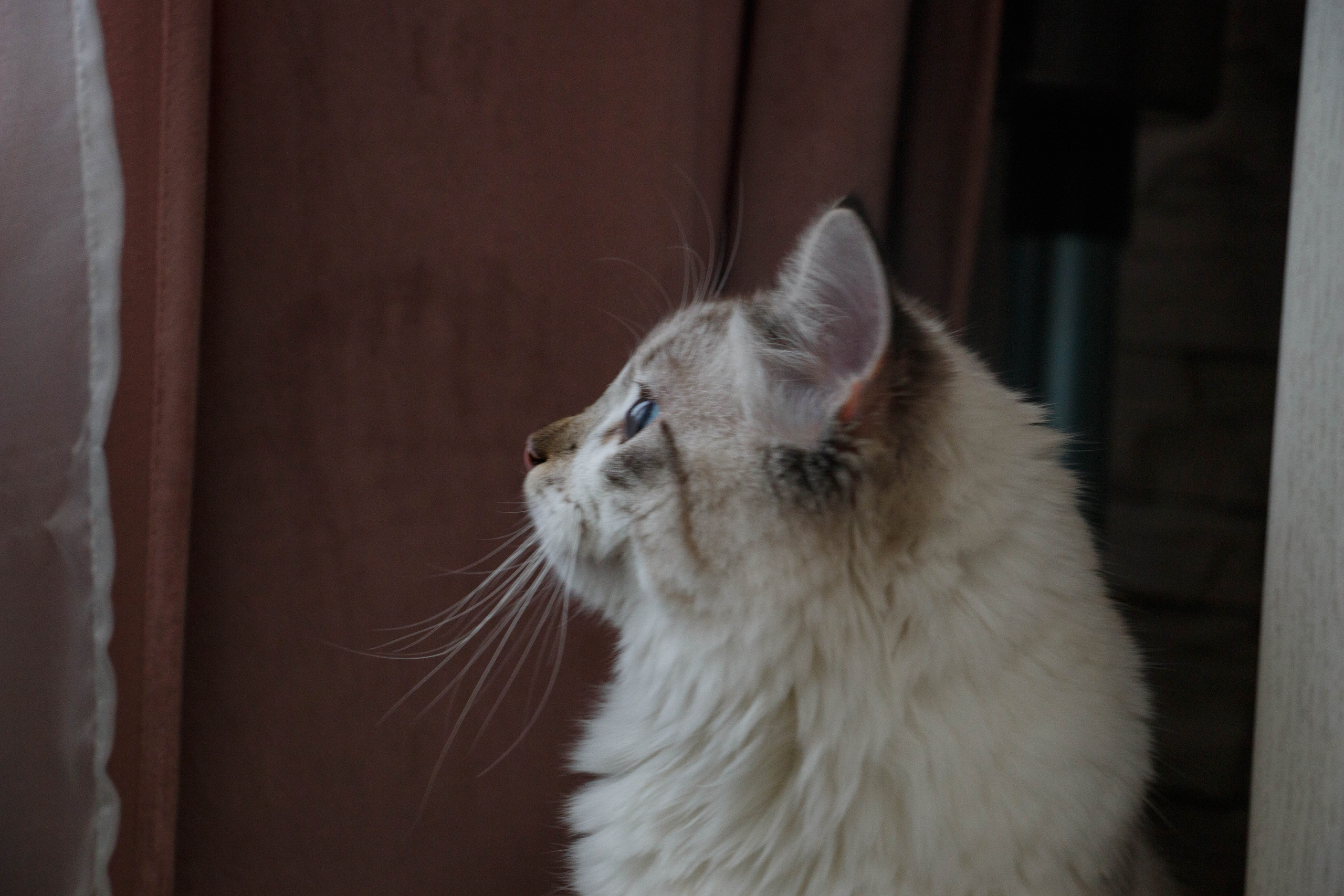 Kristina & Miya. Бережно сохраняю ваши чувства и истории на своих фотографиях