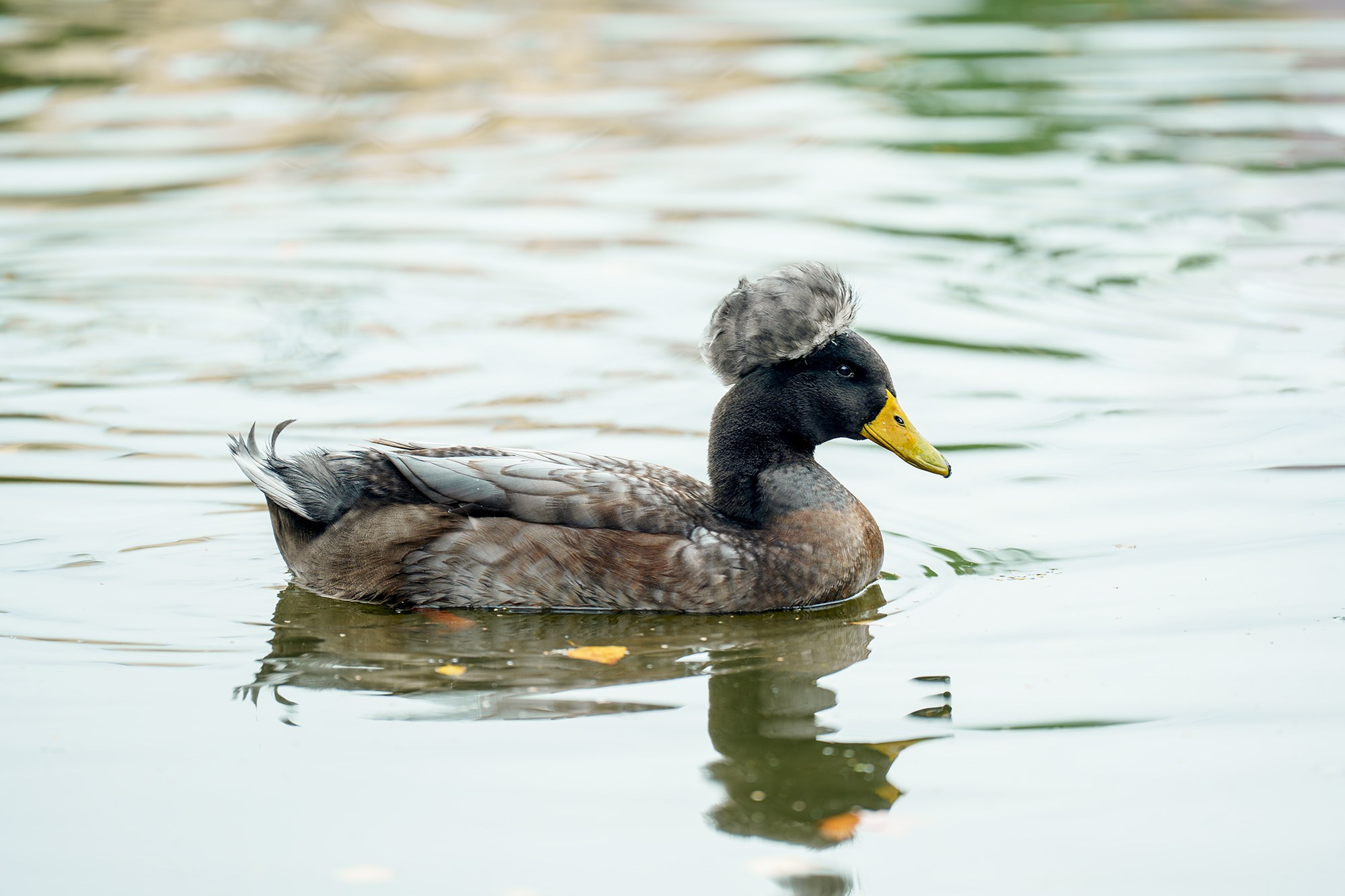 Удивительные мир птиц. Вокруг нас столько прекрасного — присмотритесь!. Ваш личный фотограф Марина Волкова