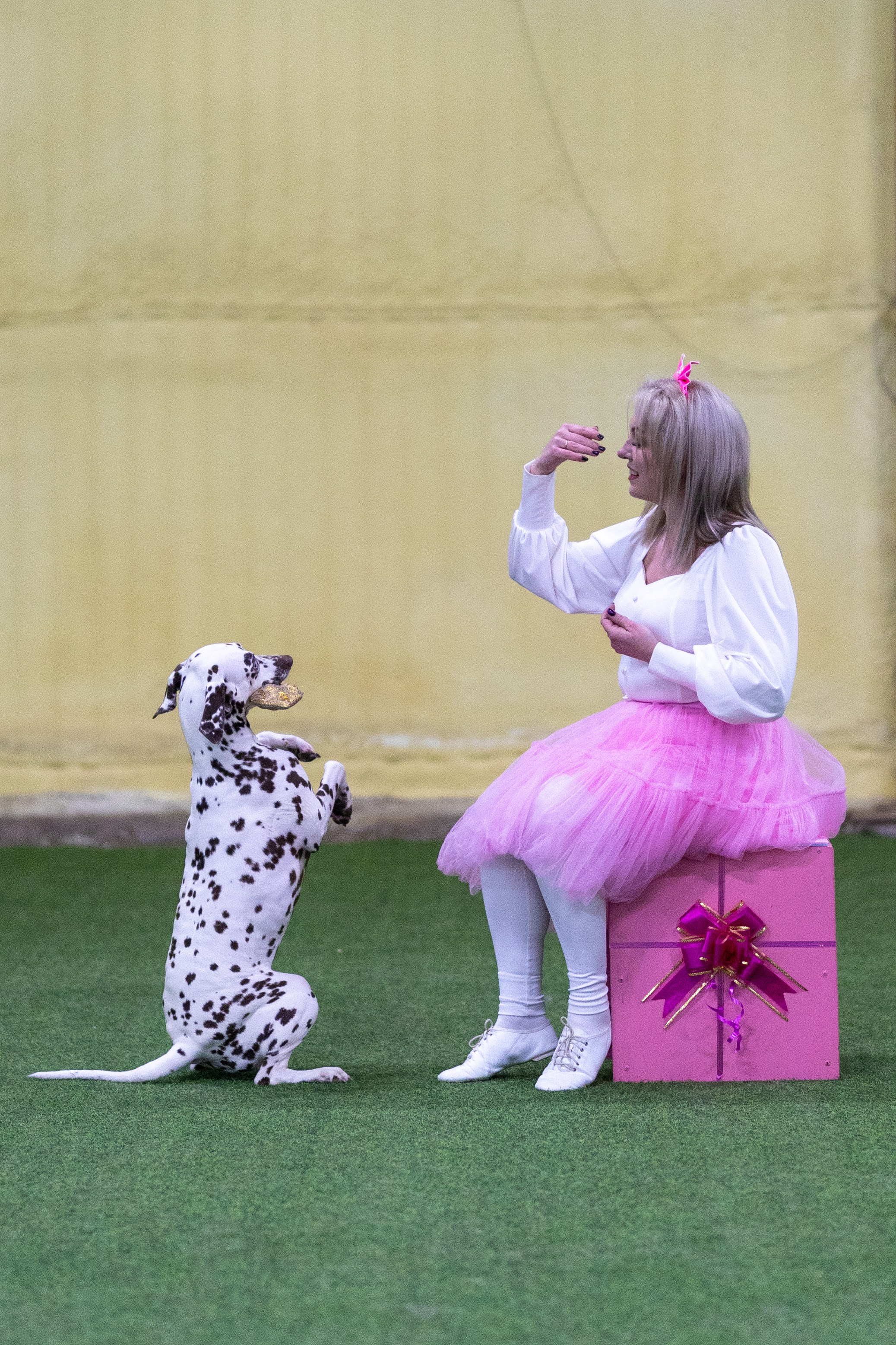 Соревнования танцы. Фотограф-анималист в Москве Кириллова Татьяна
