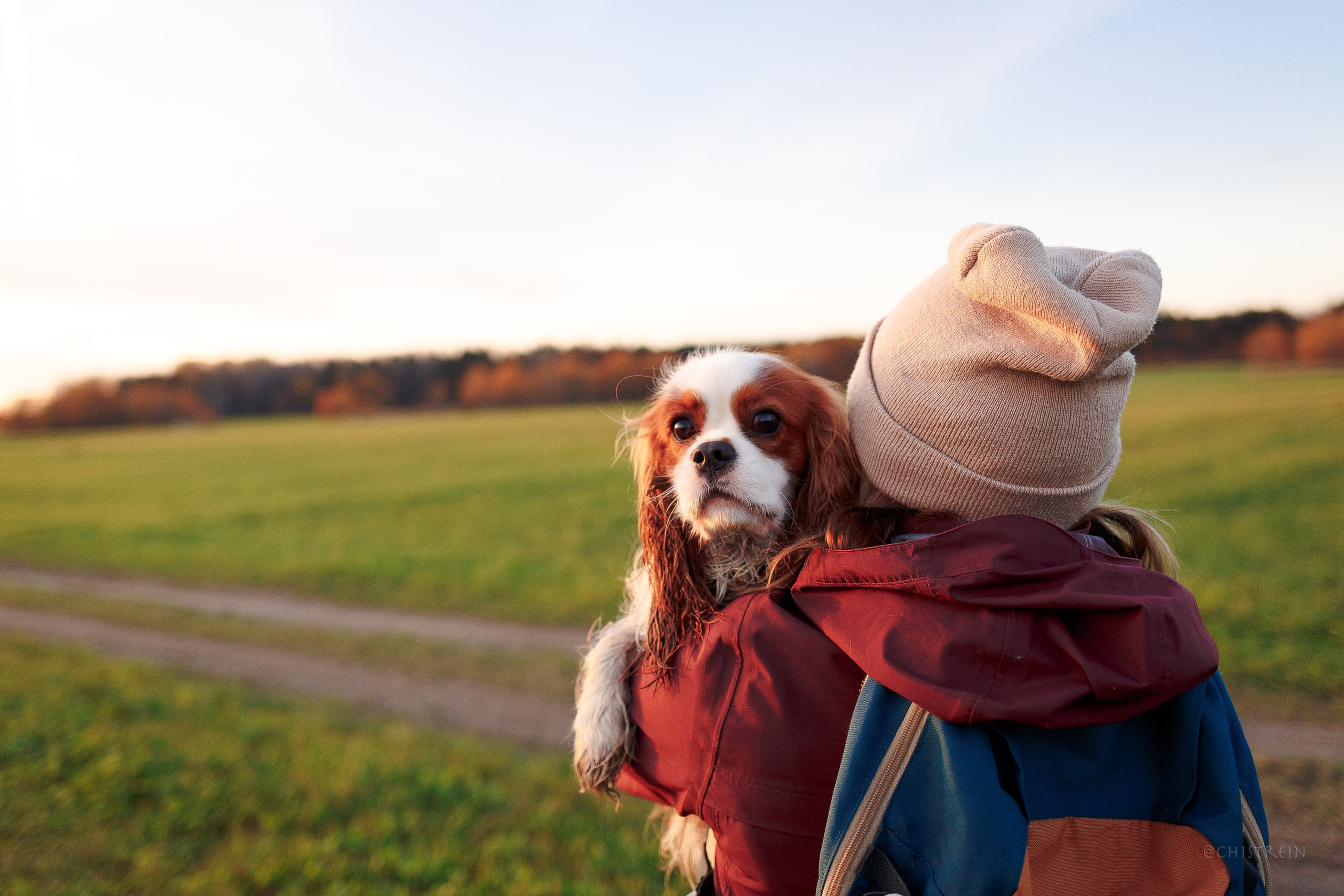 Октябрьский закат в полях. Алина и Лео. Фотограф-анималист Наталия Чистюхина в г. Сосновый Бор и ЛО