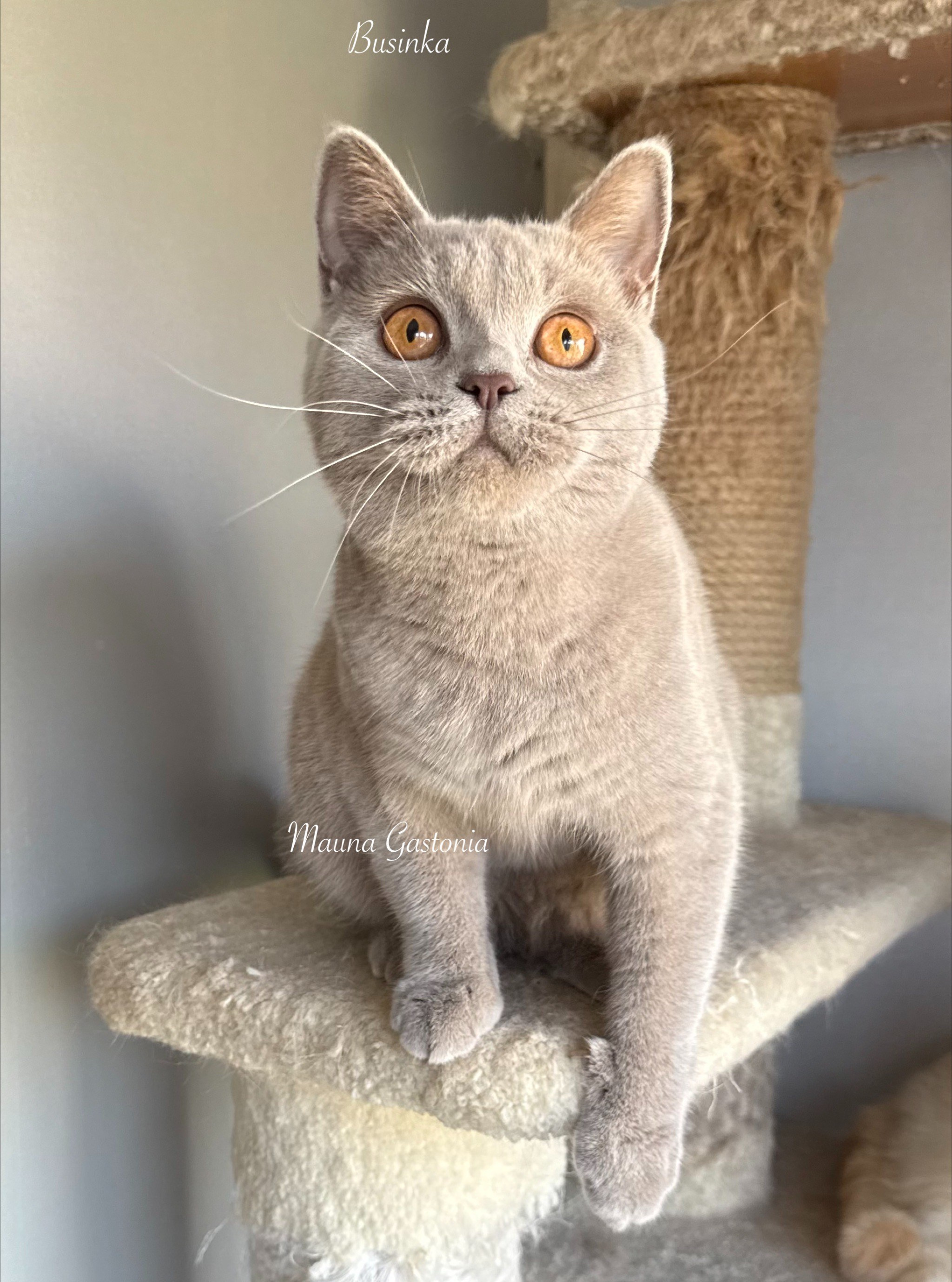 Businka. Mauna Gastonia