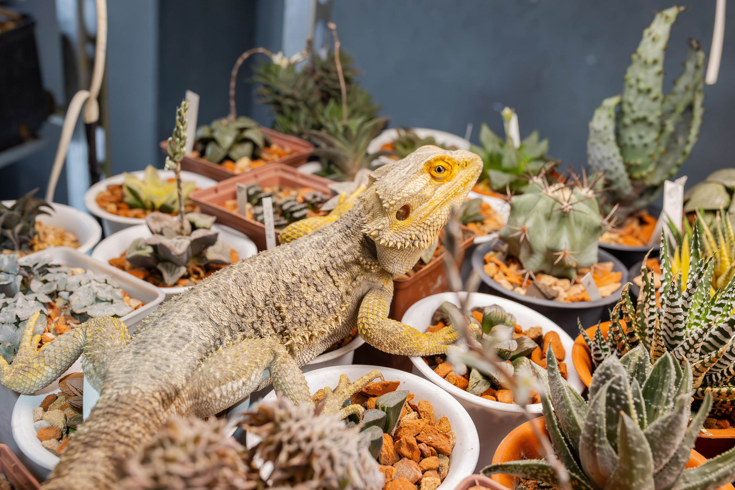 Кактус Фест. Александра Куликова фотограф, Москва