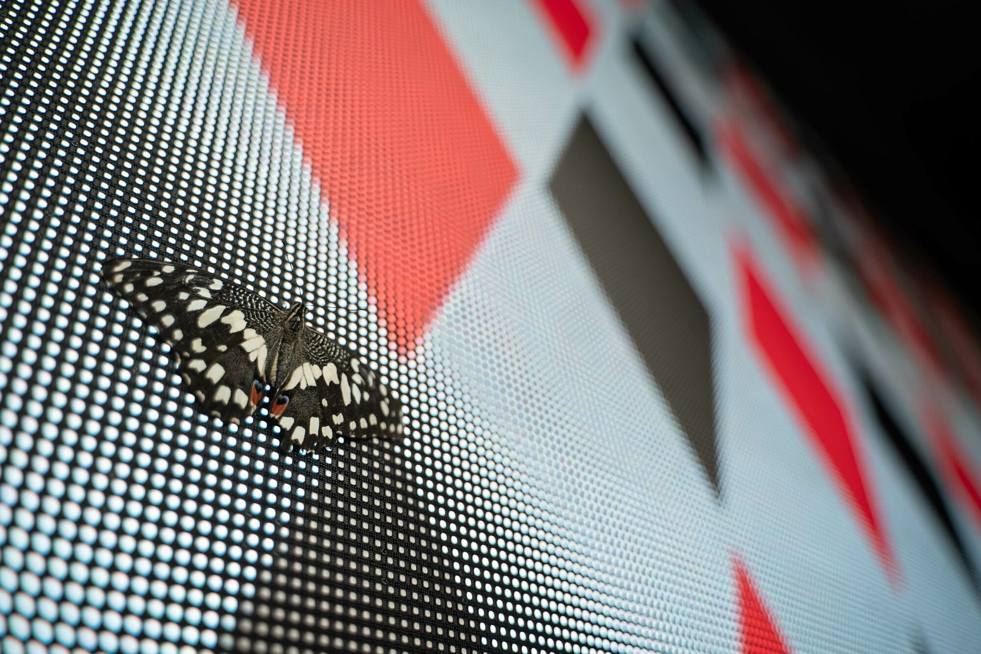 День рождения Юлии в замке БИП. Свадебный фотограф в Санкт-Петербурге и Москве Андрей Нестеров