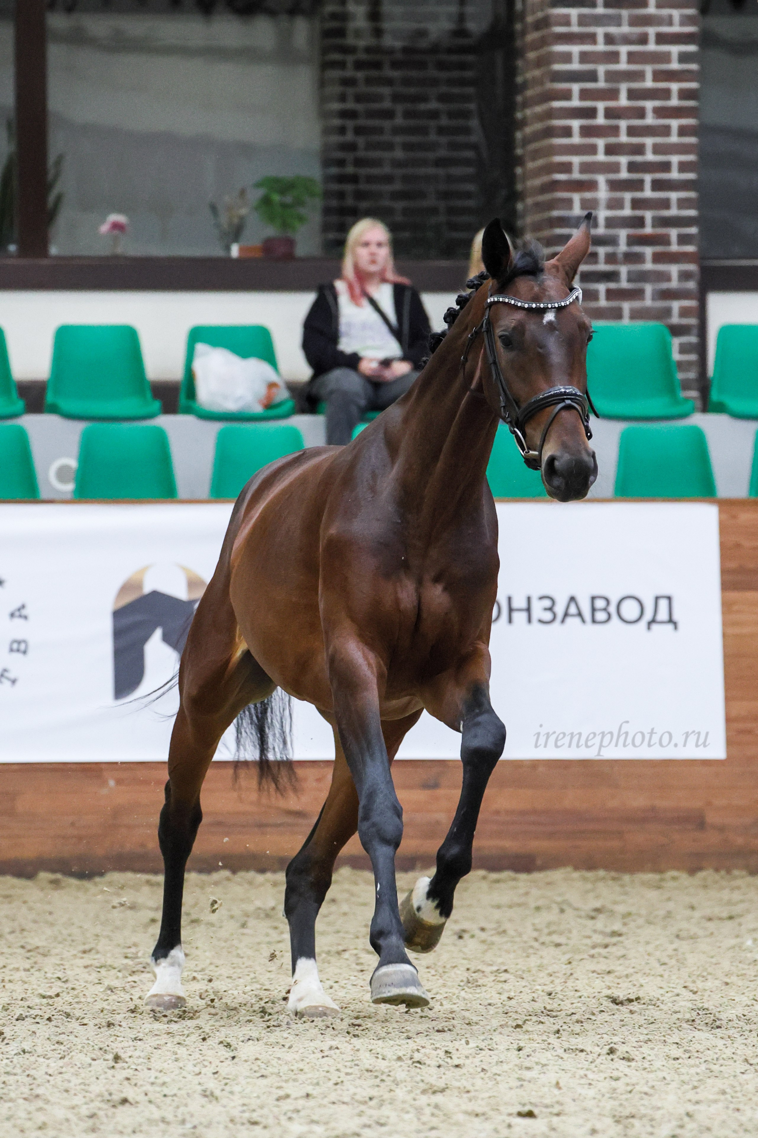Конная Россия 2024. Irenephoto.ru