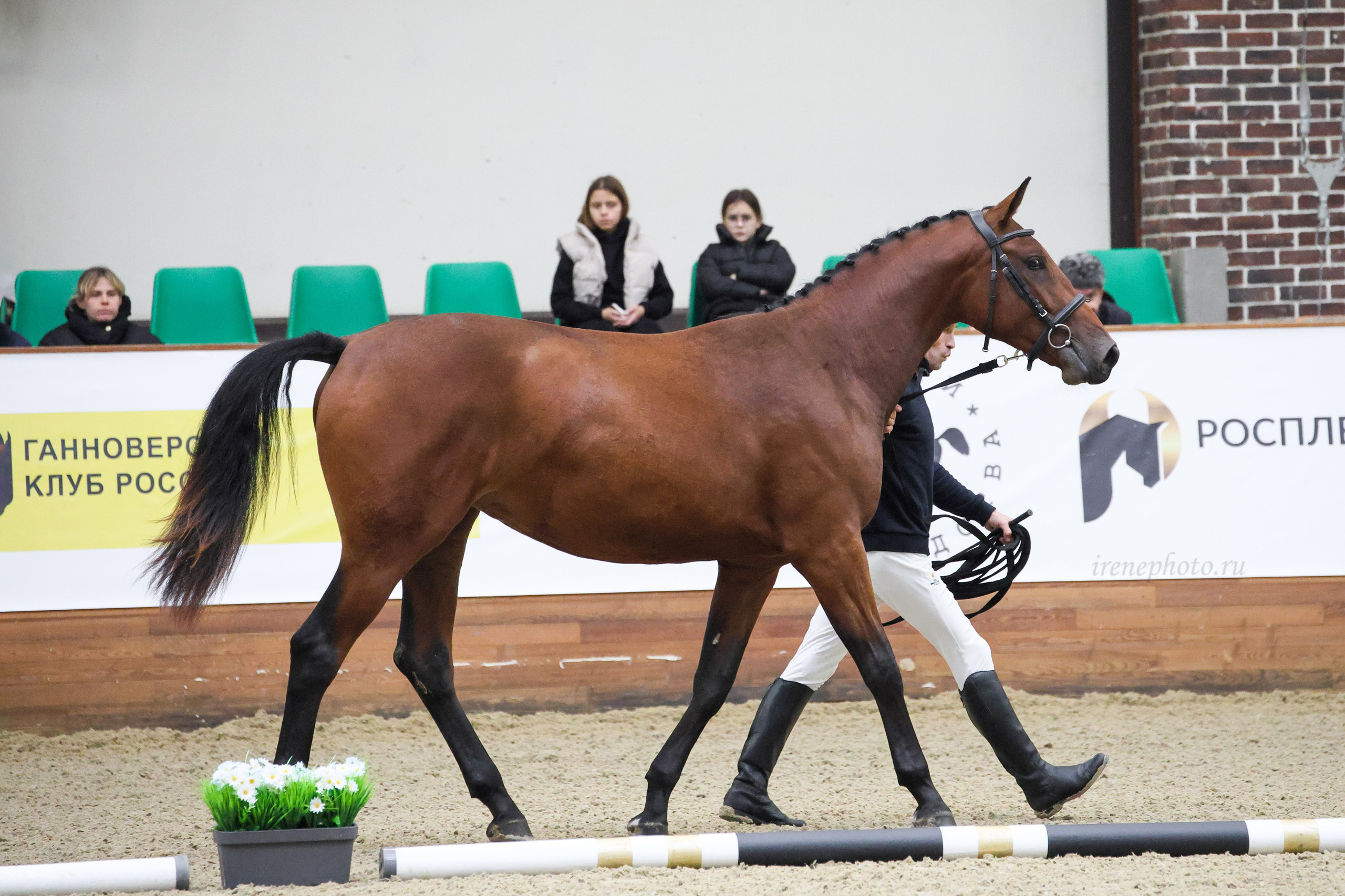 Конная Россия 2024 Оценка двигательных качеств. Irenephoto.ru