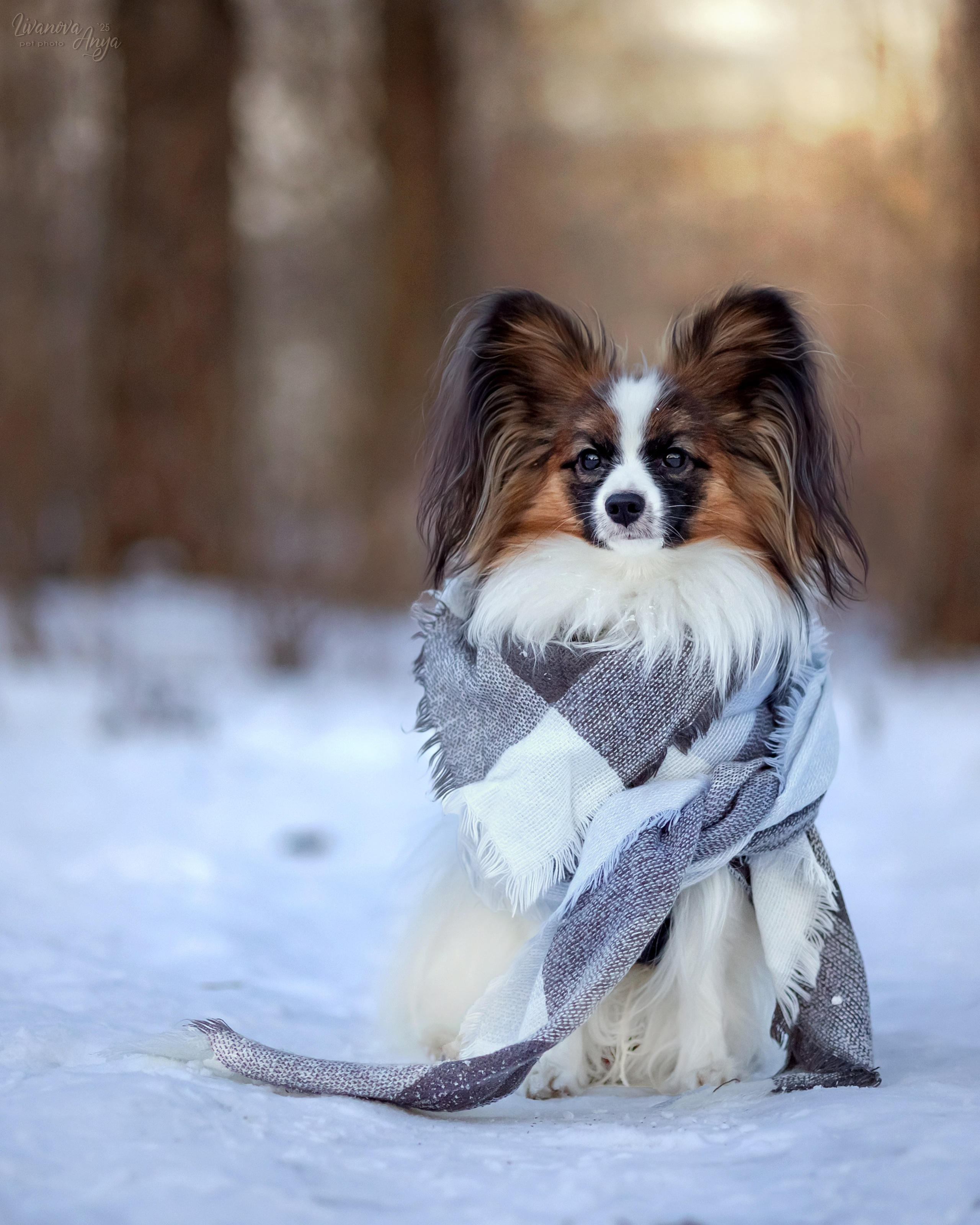 Хьюстон. Фотограф анималист Аня Ливанова | Рыбинск
