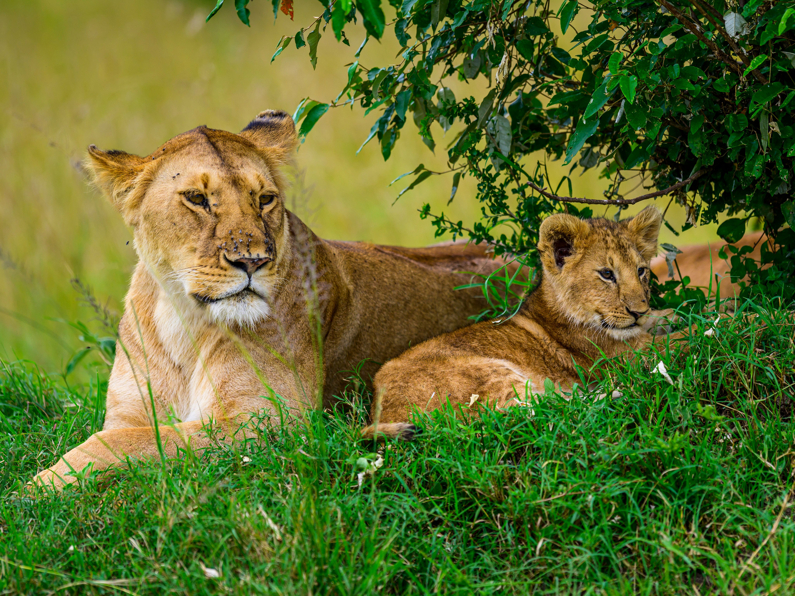 Кения. Wildlife photography by Sergey Puponin