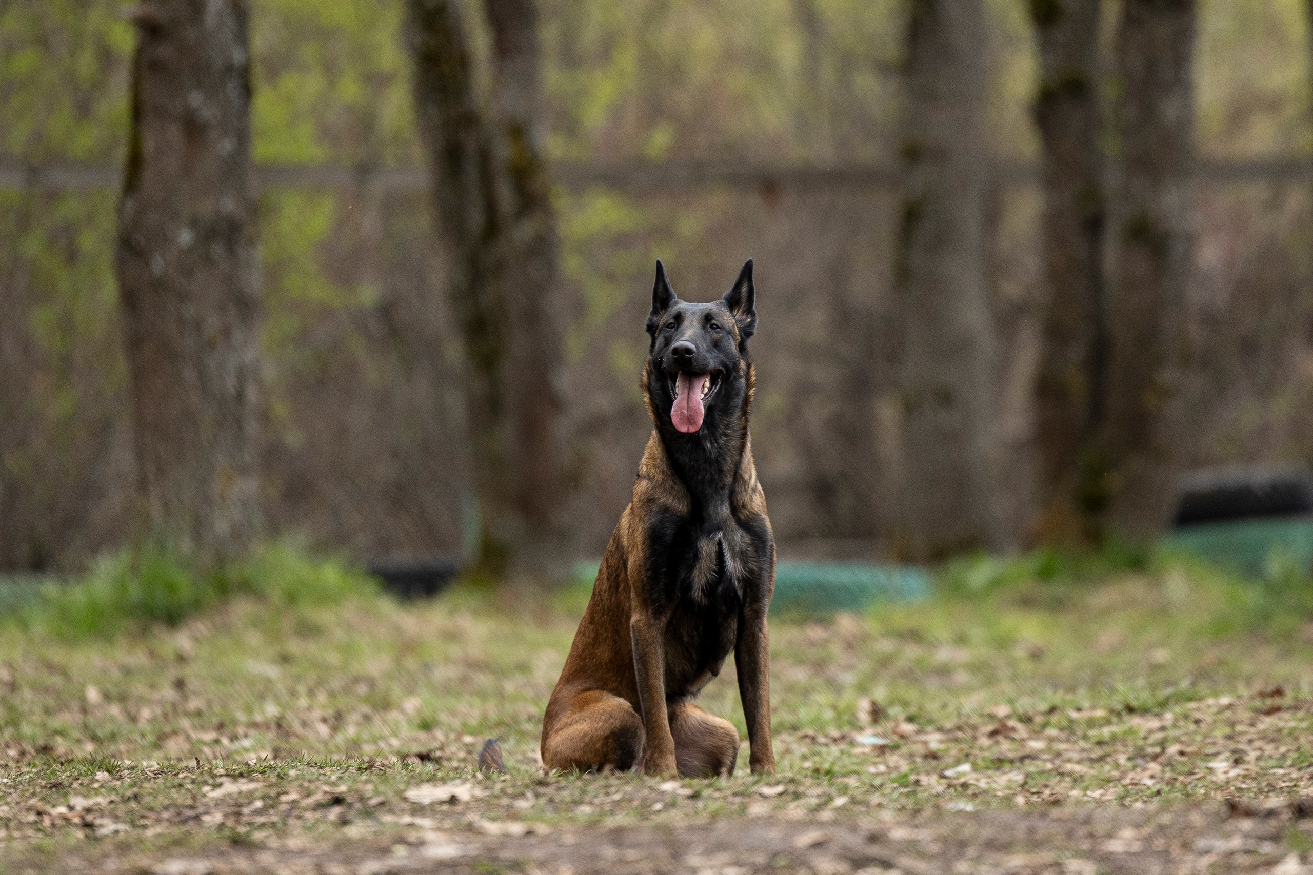 Квалификационные состязания по мондьорингу г. Вологда 11.05.24. Фотограф-анималист Анна Маринич