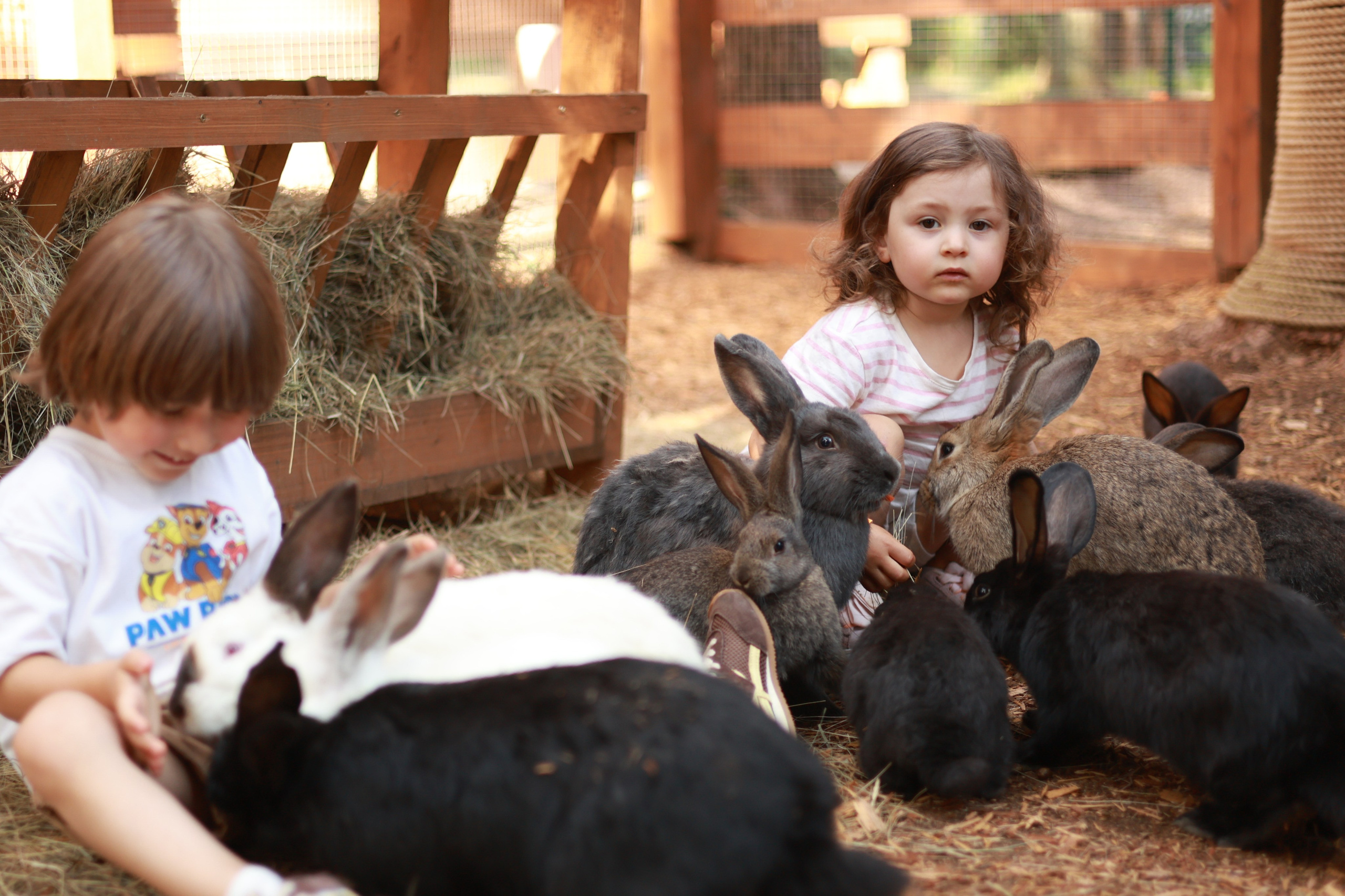 Парк альпак. Фотосервис курорта «Охта Парк­­­»