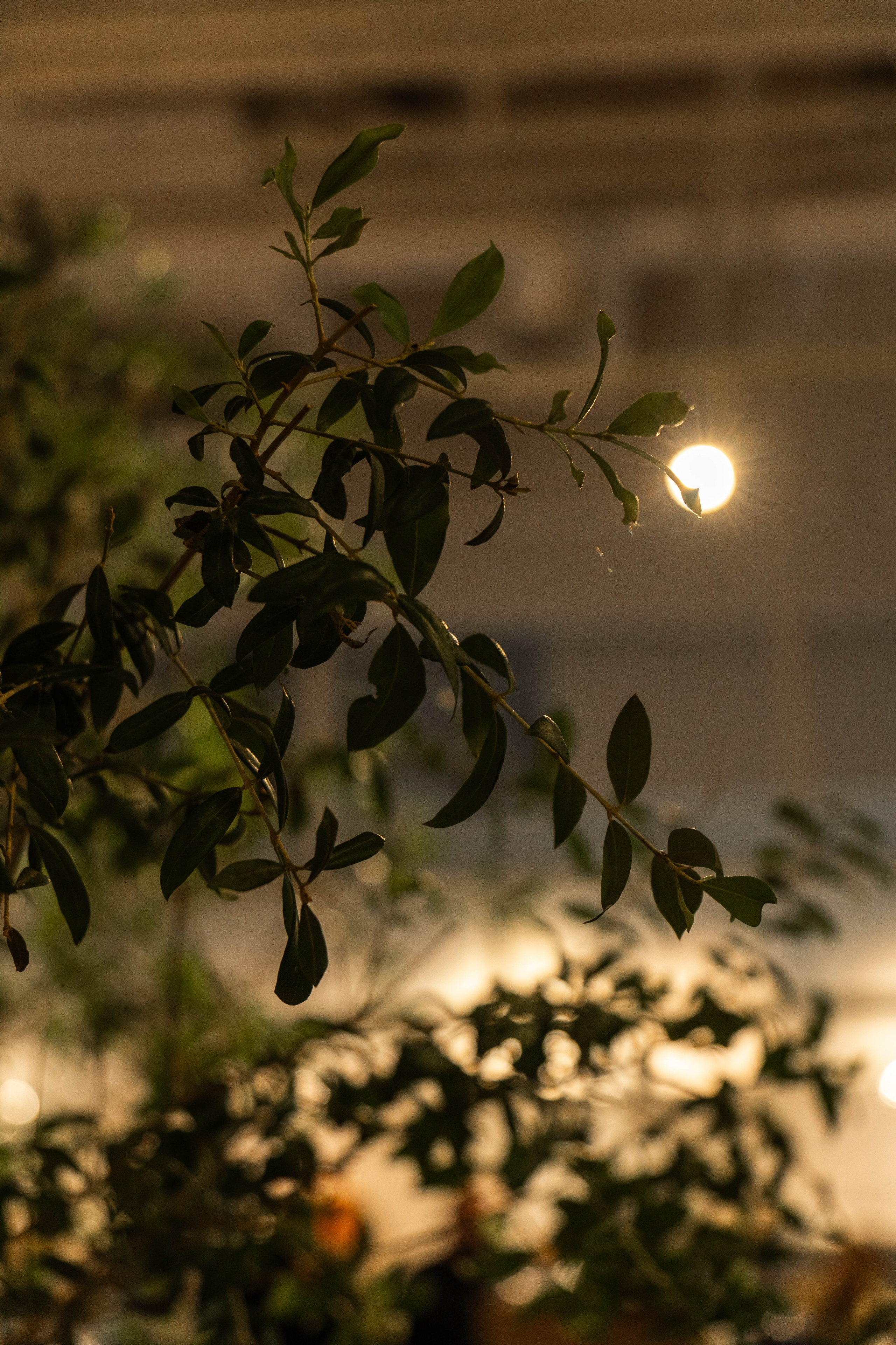 Кафе Lamitie Лужники. Фото и видео съёмка в Москве и МО Александр Чапала и Трояк Алеся