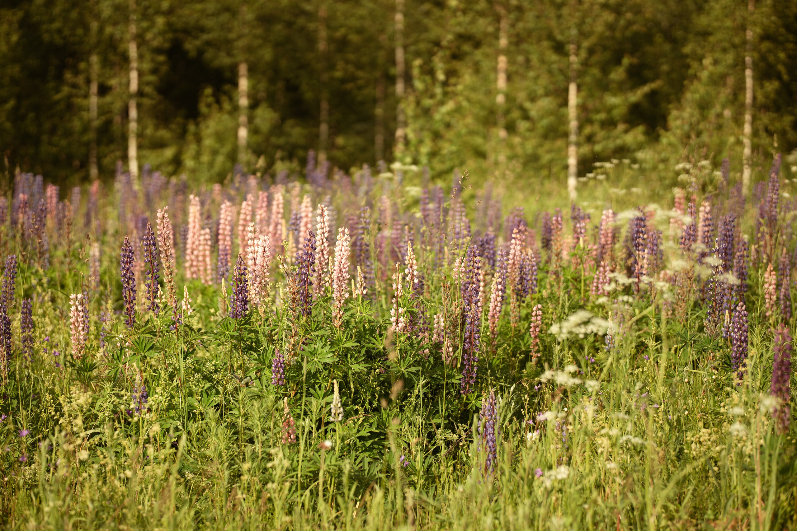 Александр и Оксана | Венчание. Фото и видео съёмка в Москве и МО Александр Чапала и Трояк Алеся