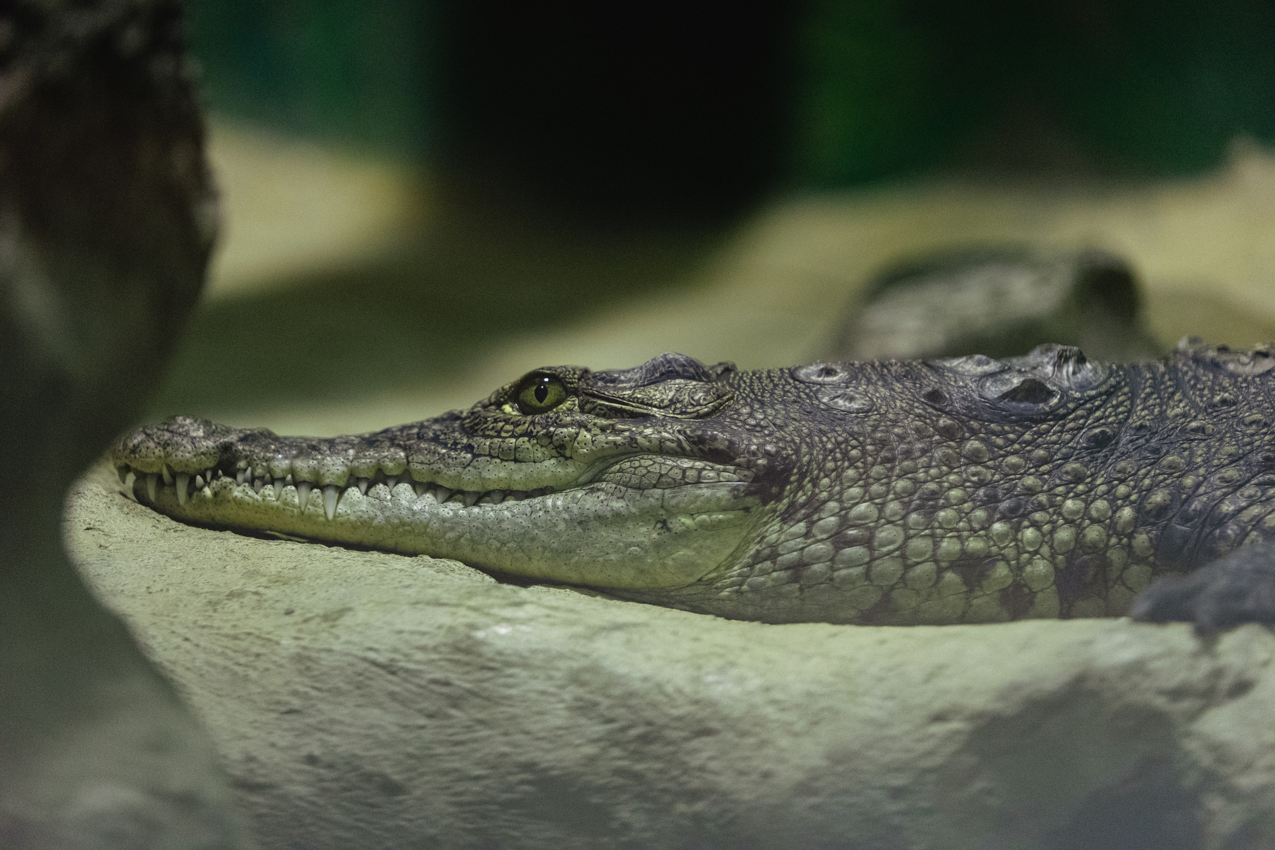 Московский зоопарк. Photographer Sonkina Tatiana (Tanya Ash)