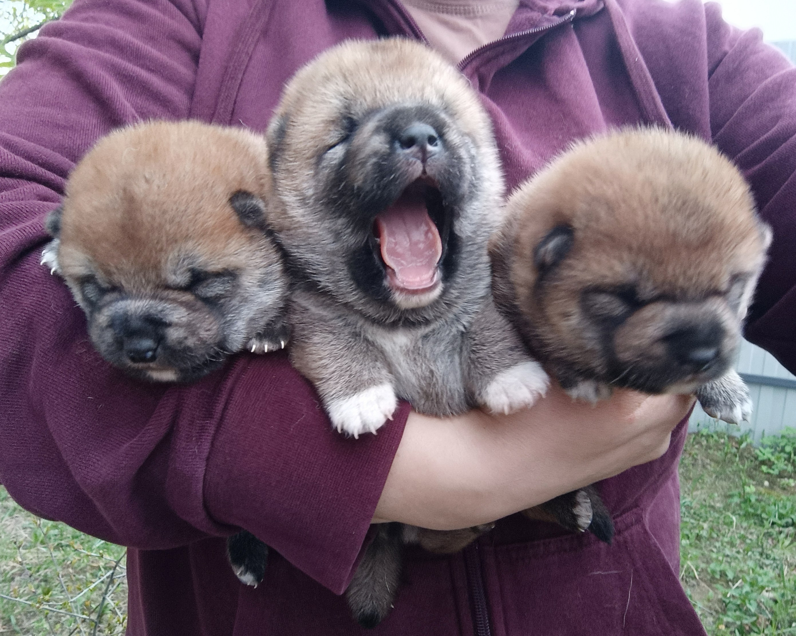 сиба питомник Рубилайт щенки на продажу rubylight  сиба щенки купить СПб Санкт-Петербург