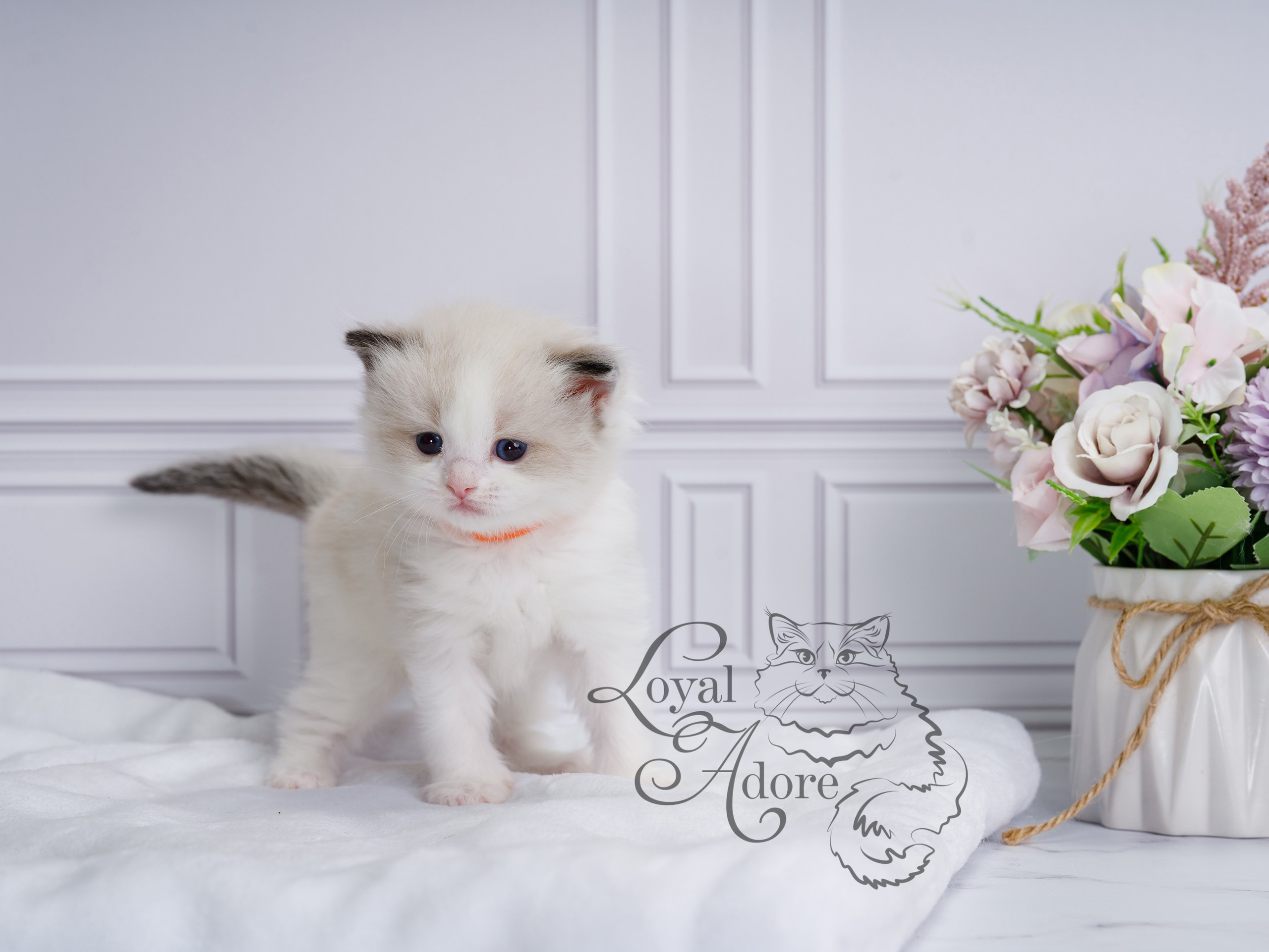 Котята рэгдолл от Loyal Adore. Питомник рэгдолл Loyal Adore