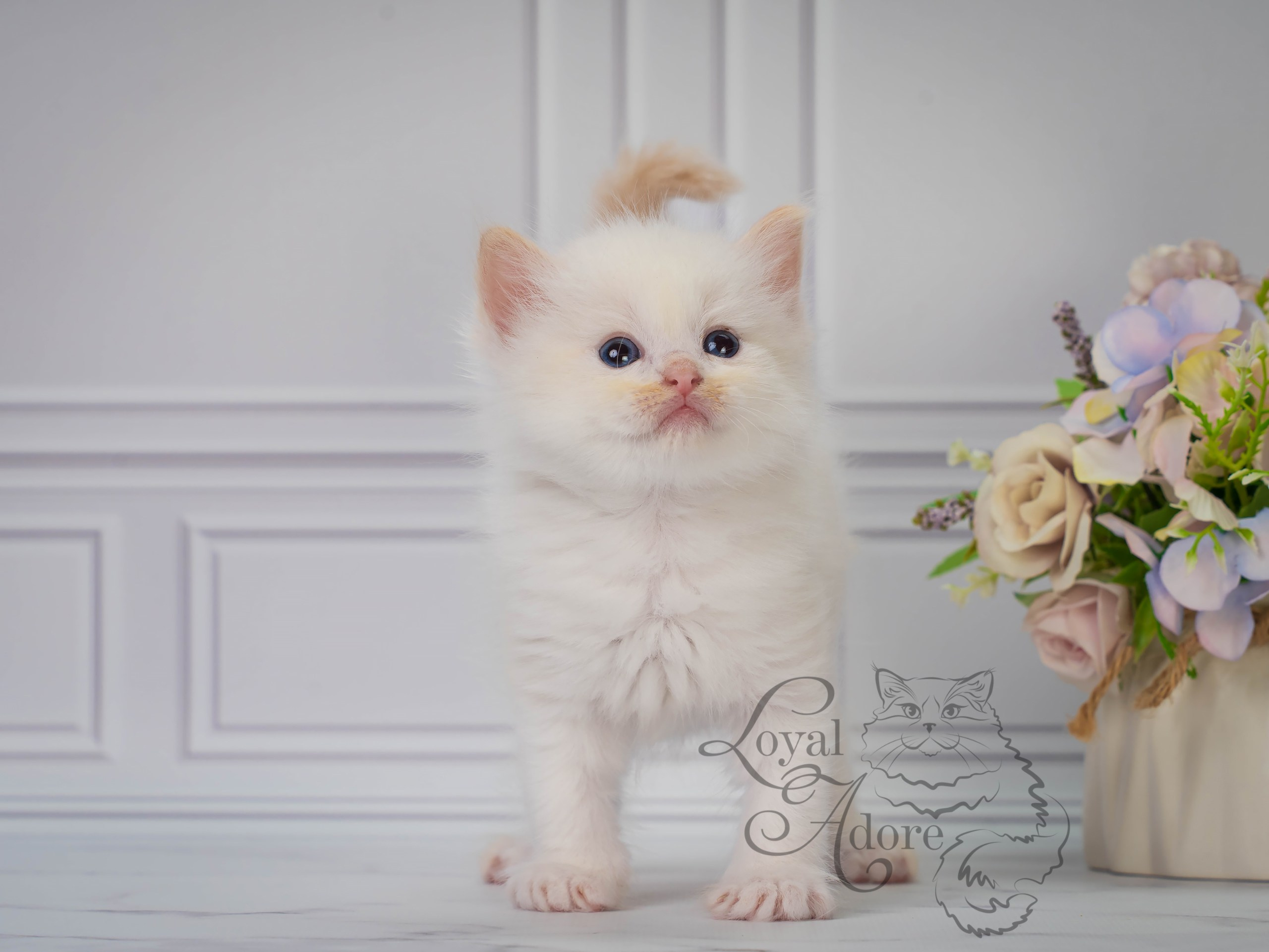 Все свободные котята. Питомник рэгдолл Loyal Adore