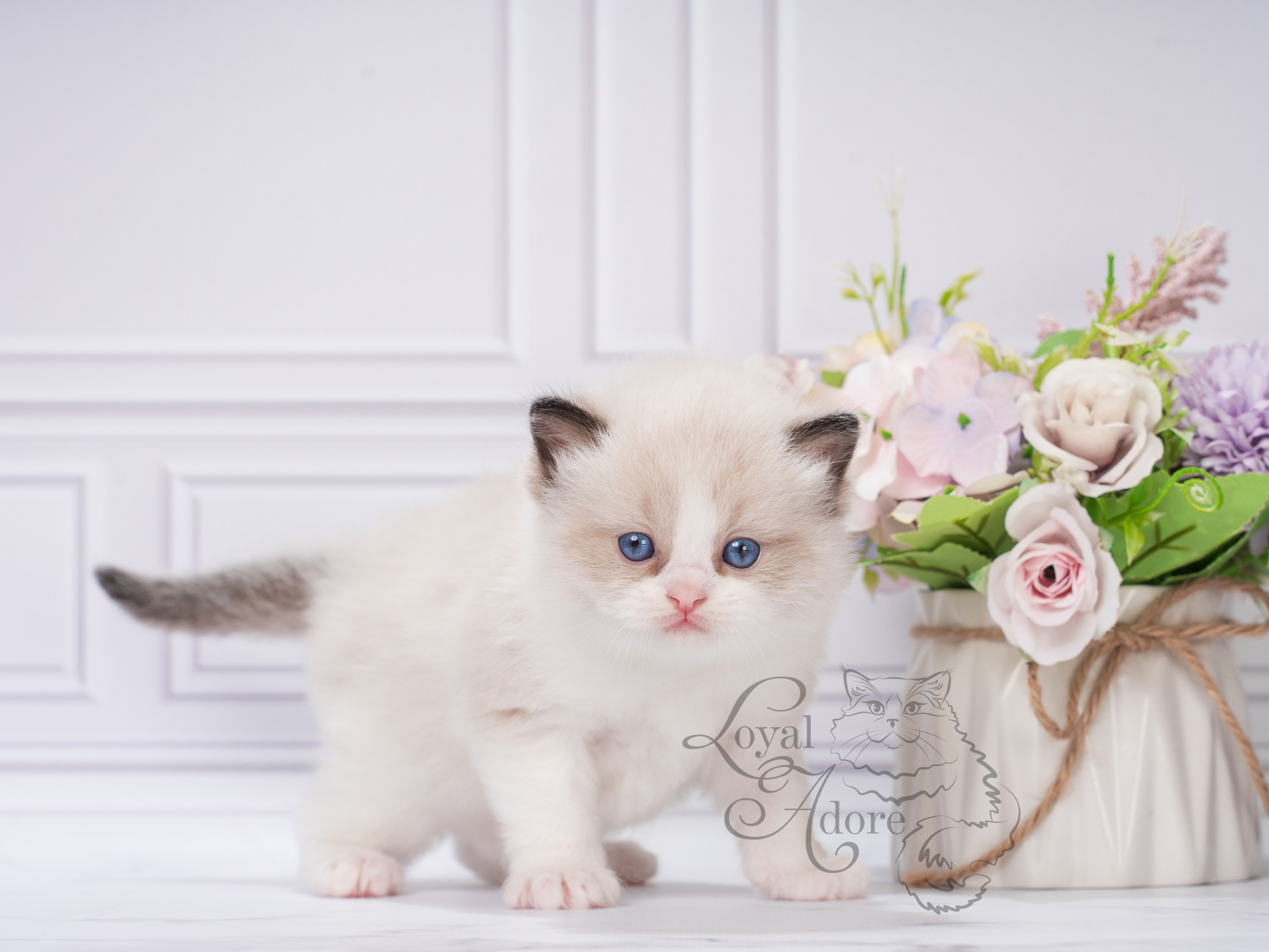 Котята рэгдолл от Loyal Adore. Питомник рэгдолл Loyal Adore