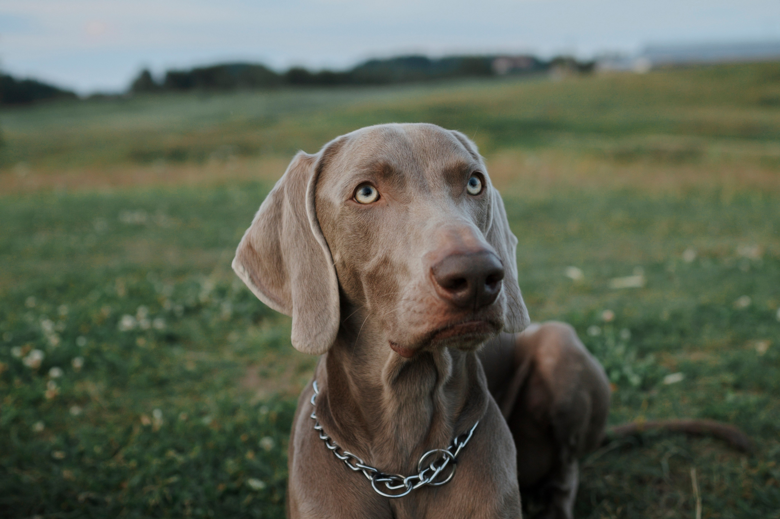 Фотограф-анималист в Санкт-Петеребурге Титова Алиса