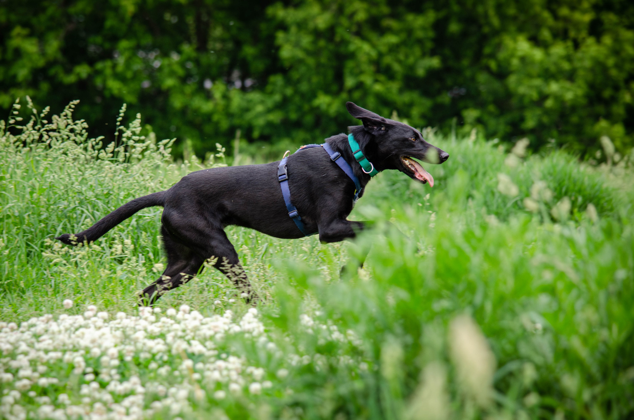 Мира и Барон. Фотограф Светлана Блинова, Москва и Московская область