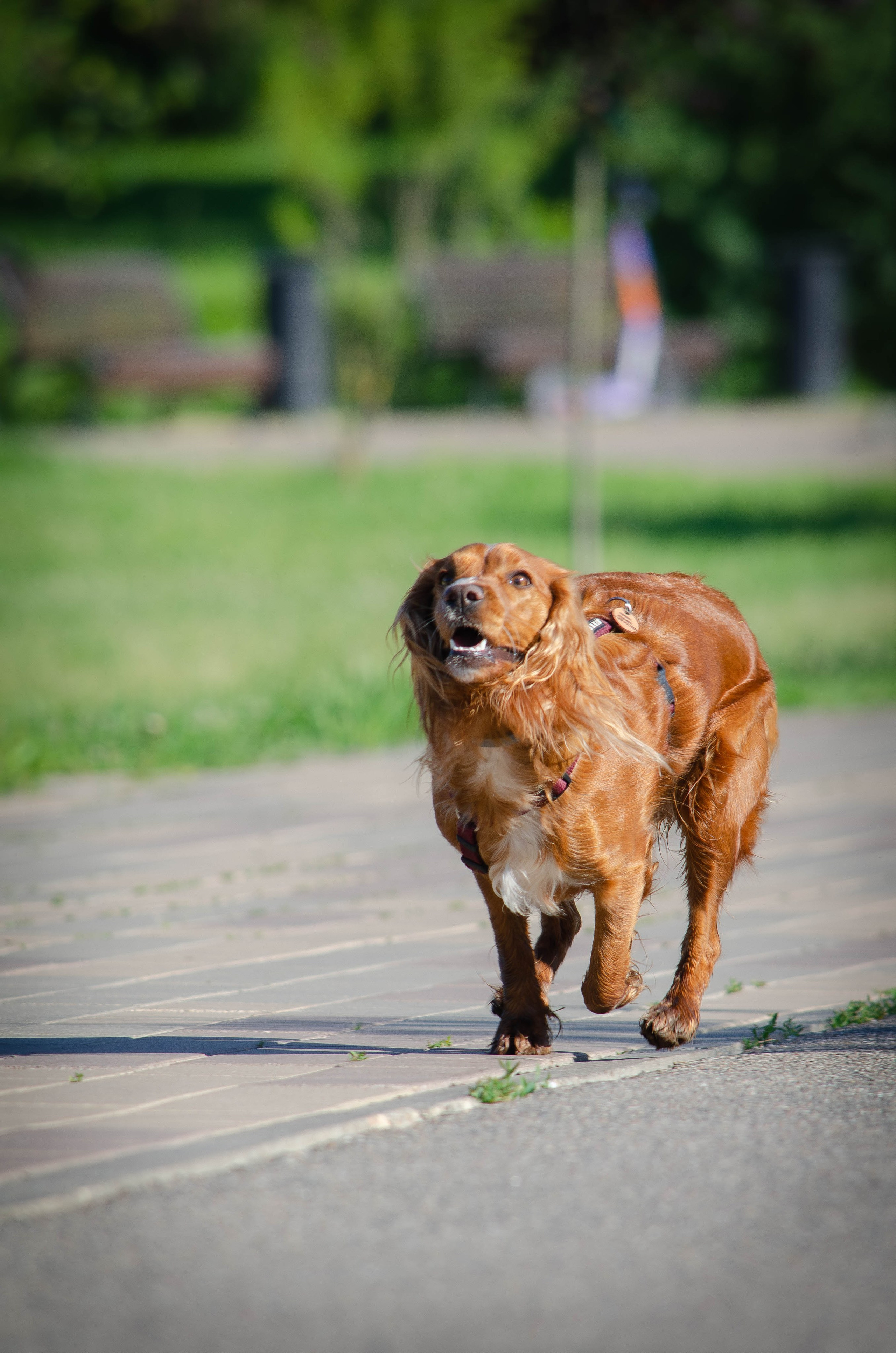 Джесси. Фотограф Светлана Блинова, Москва и Московская область