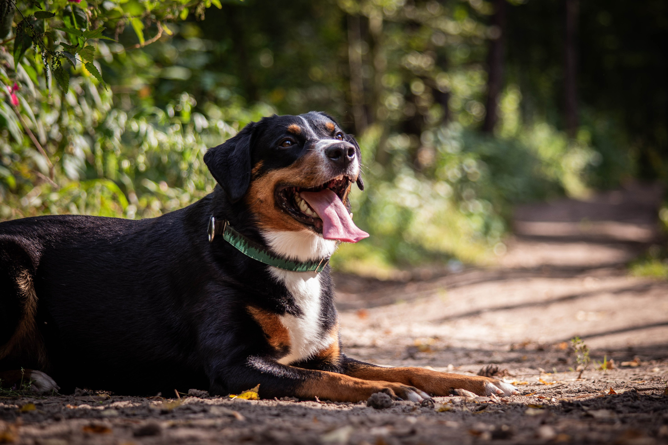 Микки и Юля. Фотограф Светлана Блинова, Москва и Московская область