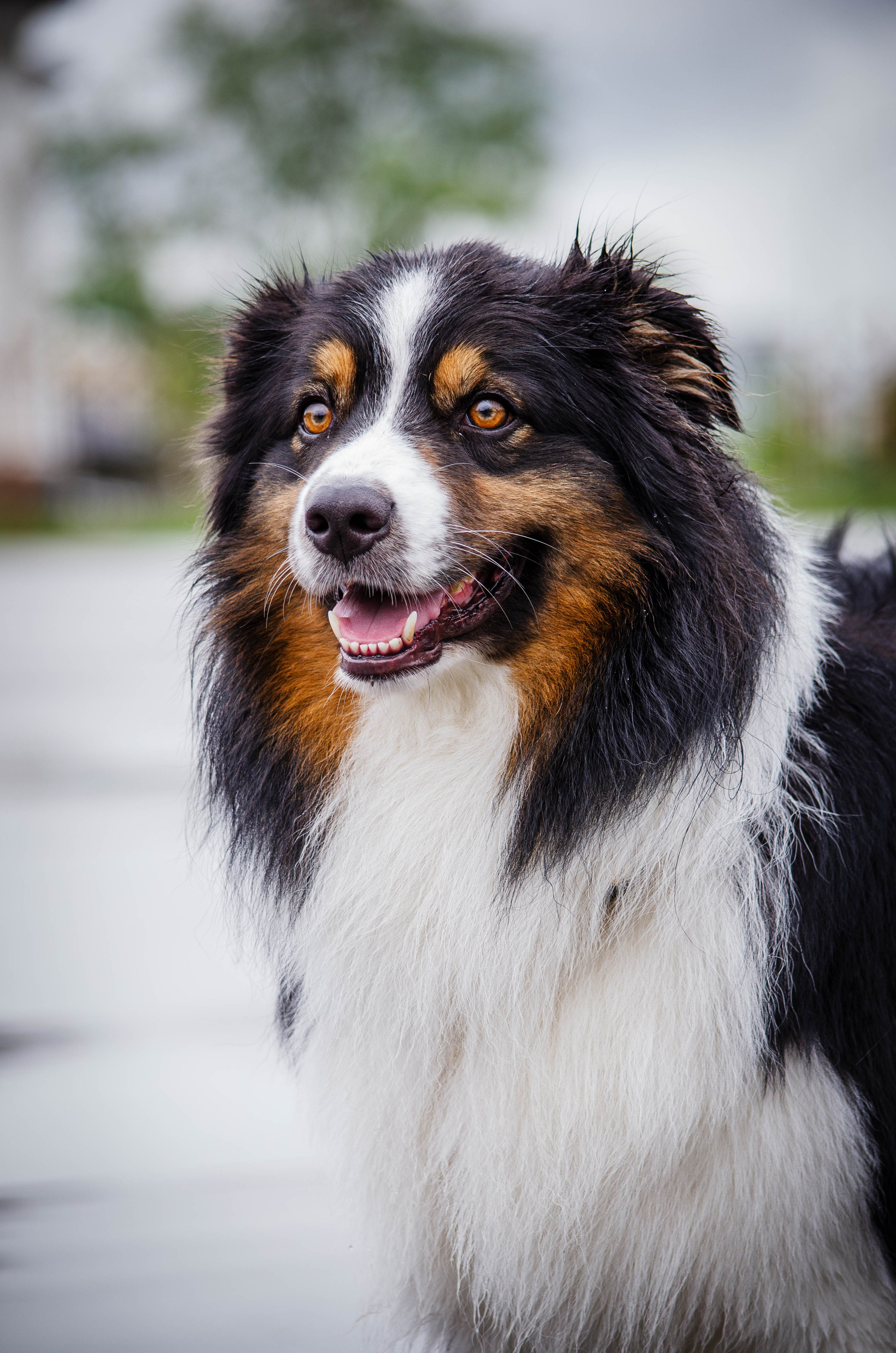Арья и Оззи. Фотограф Светлана Блинова, Москва и Московская область
