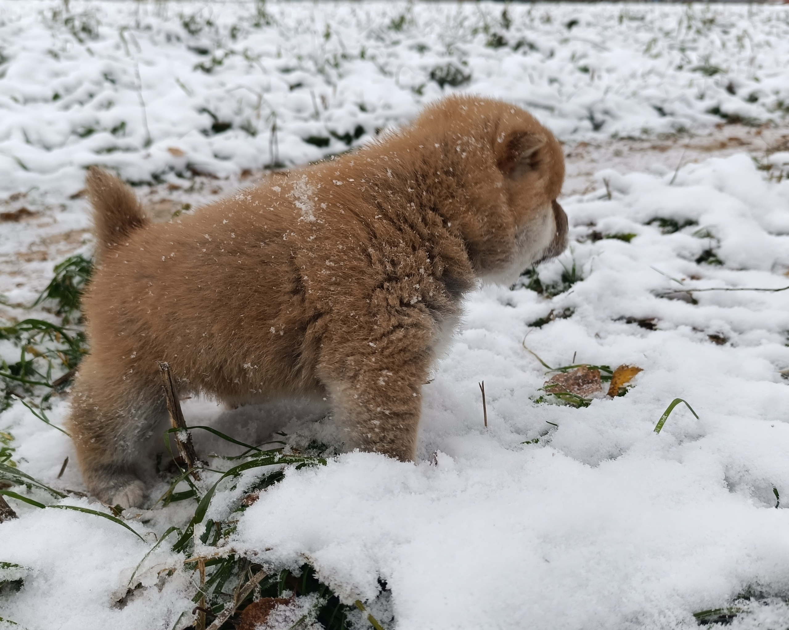 сиба питомник Рубилайт щенки на продажу rubylight  сиба щенки купить СПб Санкт-Петербург 