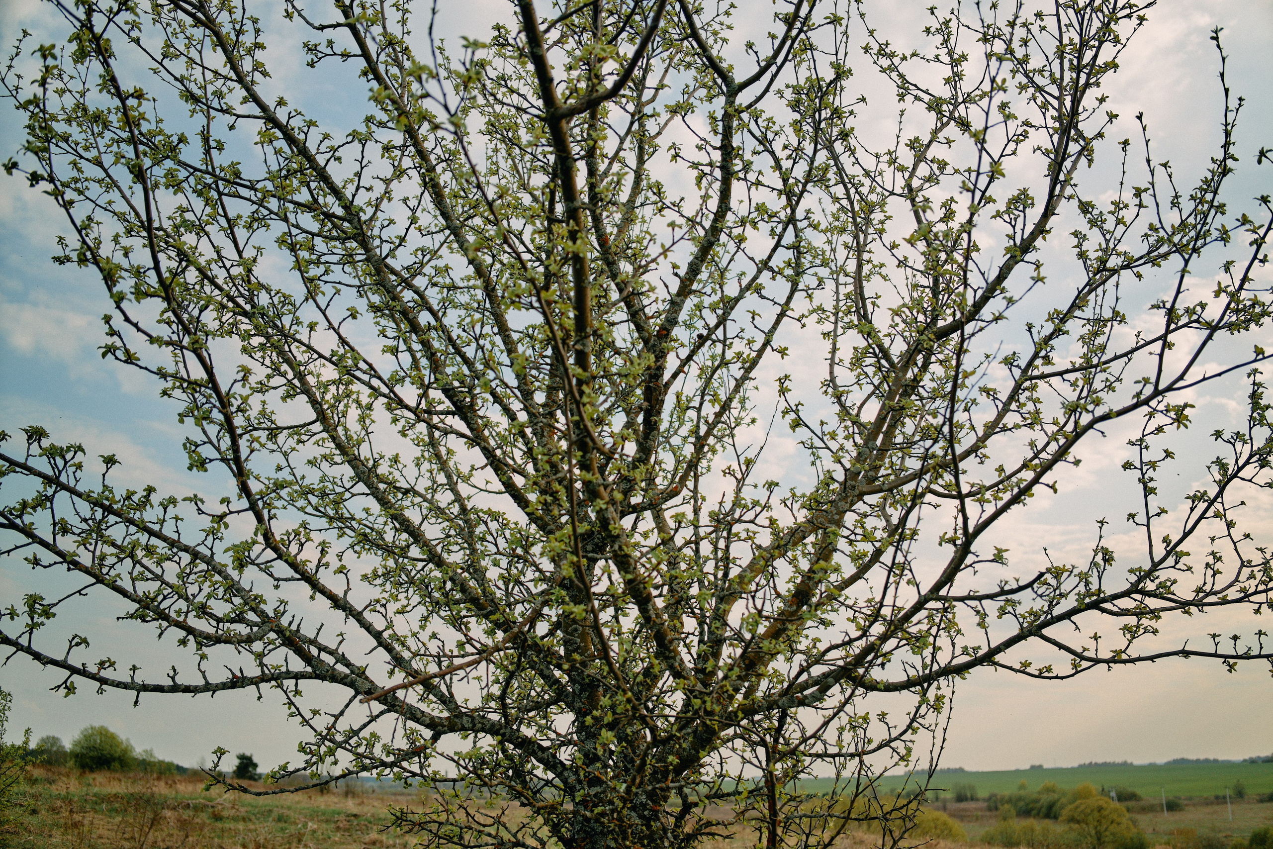 Бутик-отель Поле летом. Профессиональный Фотограф во Владимире, в Москве и в Суздале — Полина Романычева