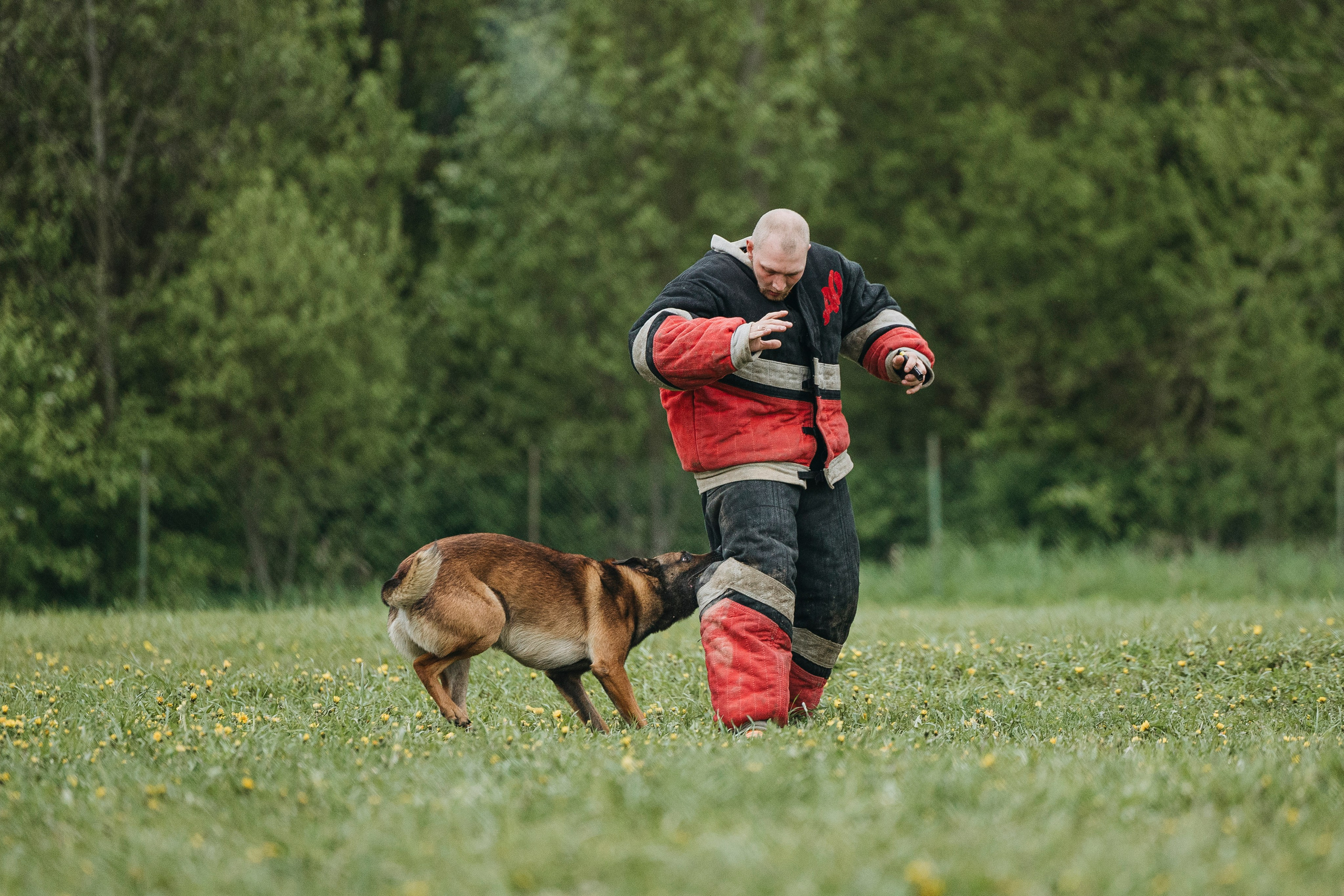 26.05.25 г. Пушкин квалификационные соревнования. Фотограф-анималист Анна Маринич