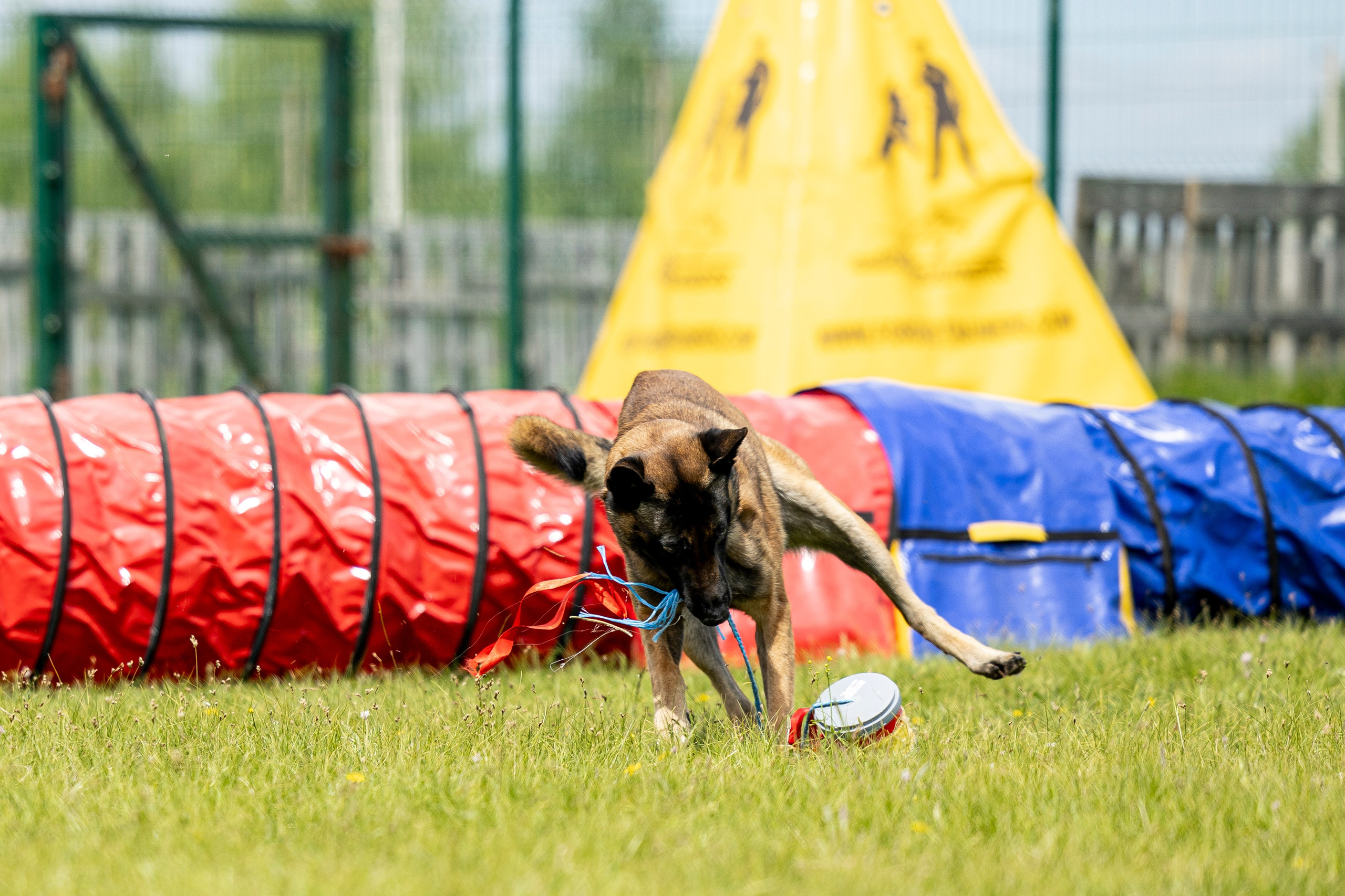Испытания по мондьорингу в Нижнем Новгороде. Фотограф-анималист Анна Маринич