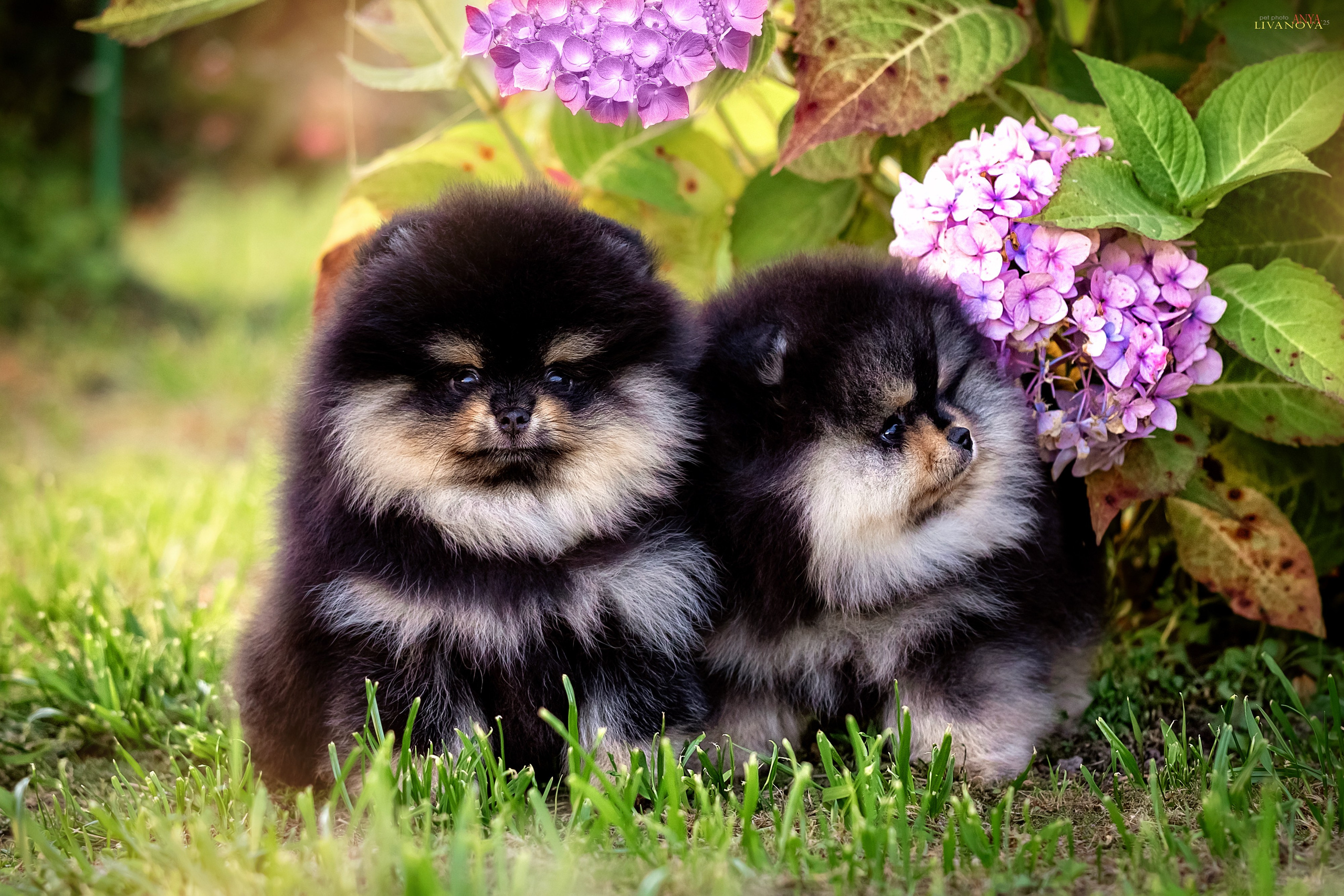 Шпцулики. Фотограф анималист Аня Ливанова | Рыбинск