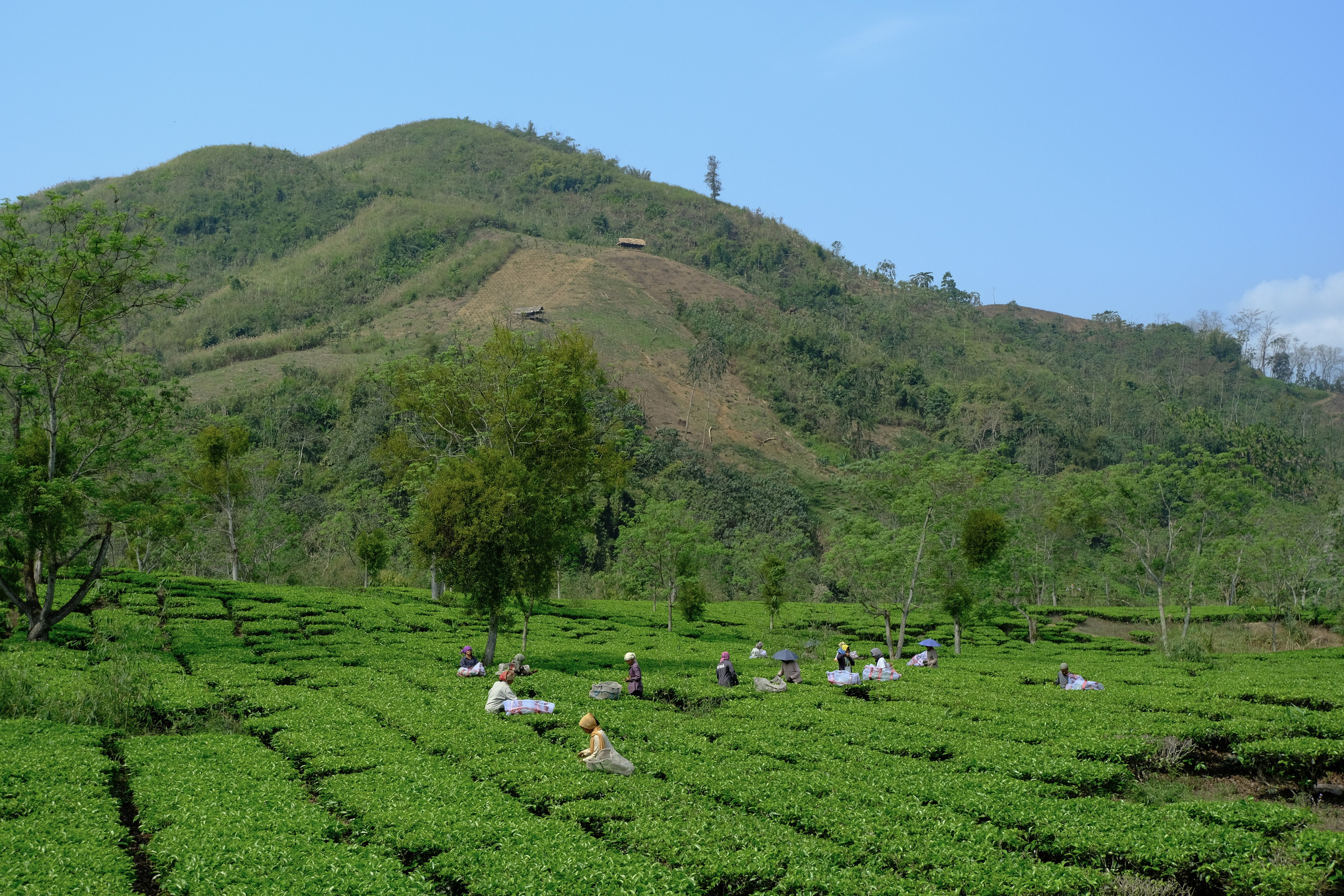Ассам и Казиранга. Фотографии из путешествий