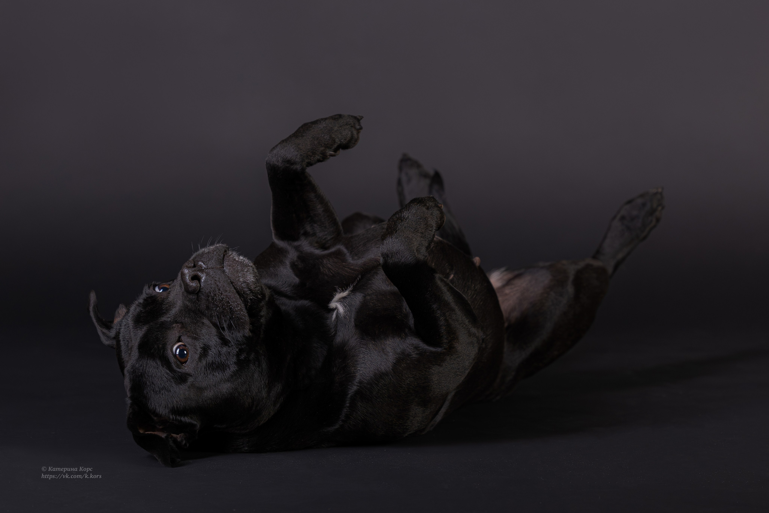 Студия. Главная