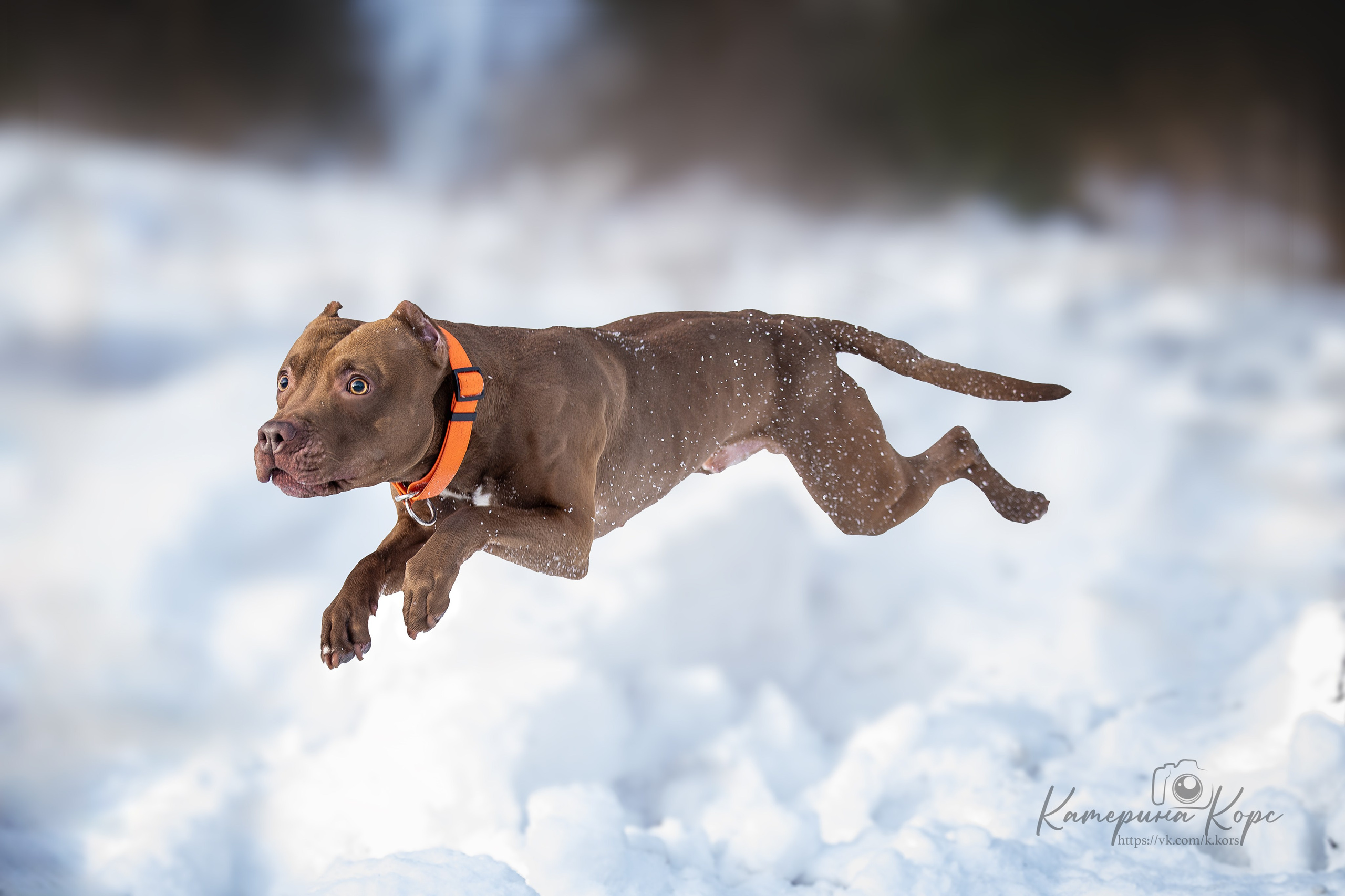 Питбуль Гринч. Главная