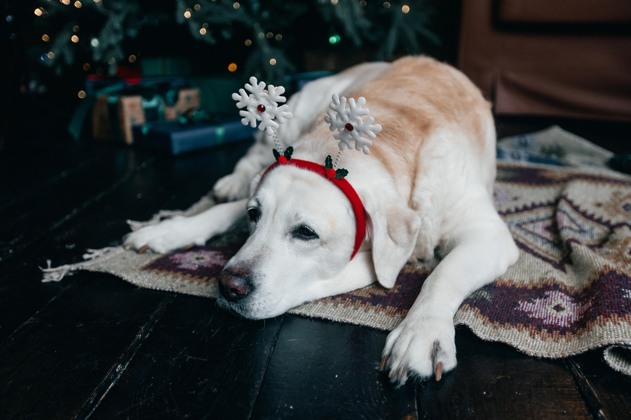Новогодние фотопроекты. Свадебный и семейный фотограф в Нижнем Новгороде и Москве Сергей Полян