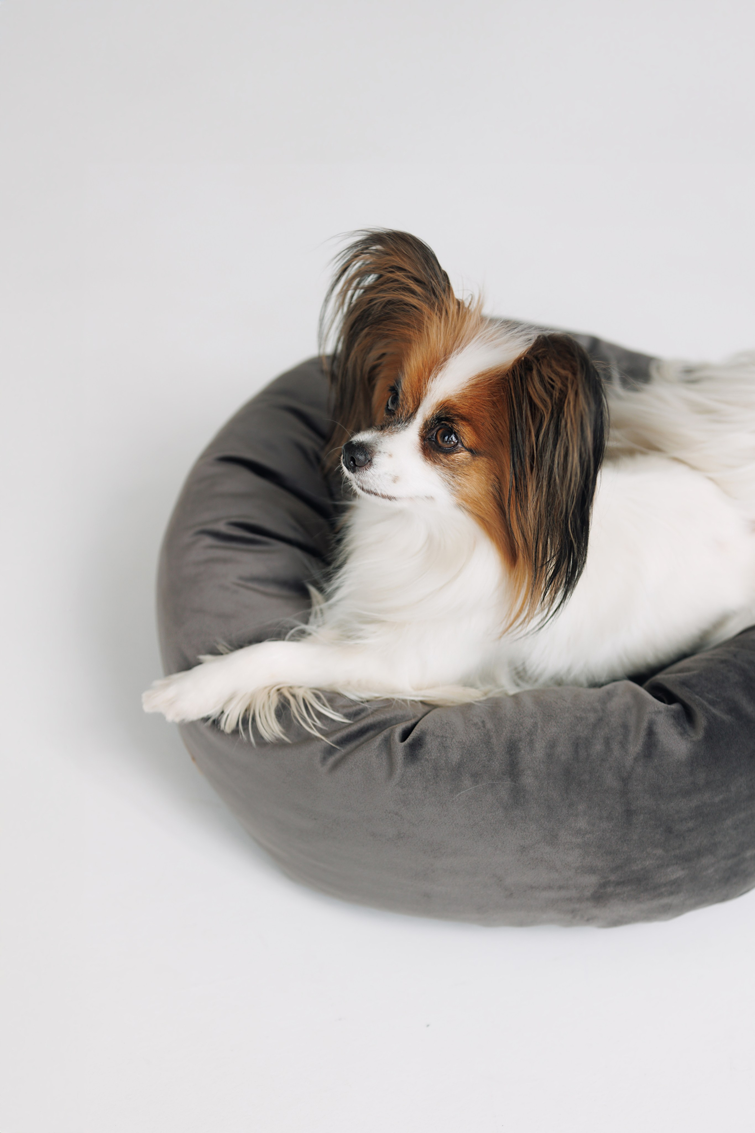 OH MY DOGA. Фотограф анималист Кристина Карпова, Москва