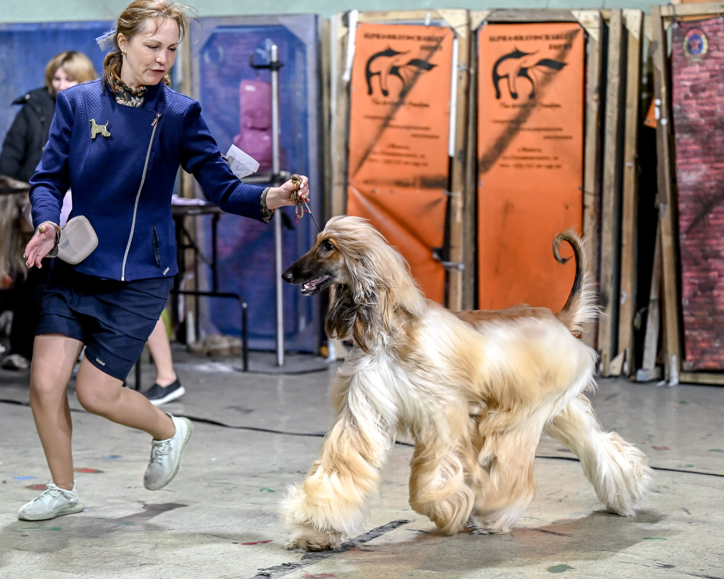 29.03.2026 KOO. Галерея фотографий афганской борзой